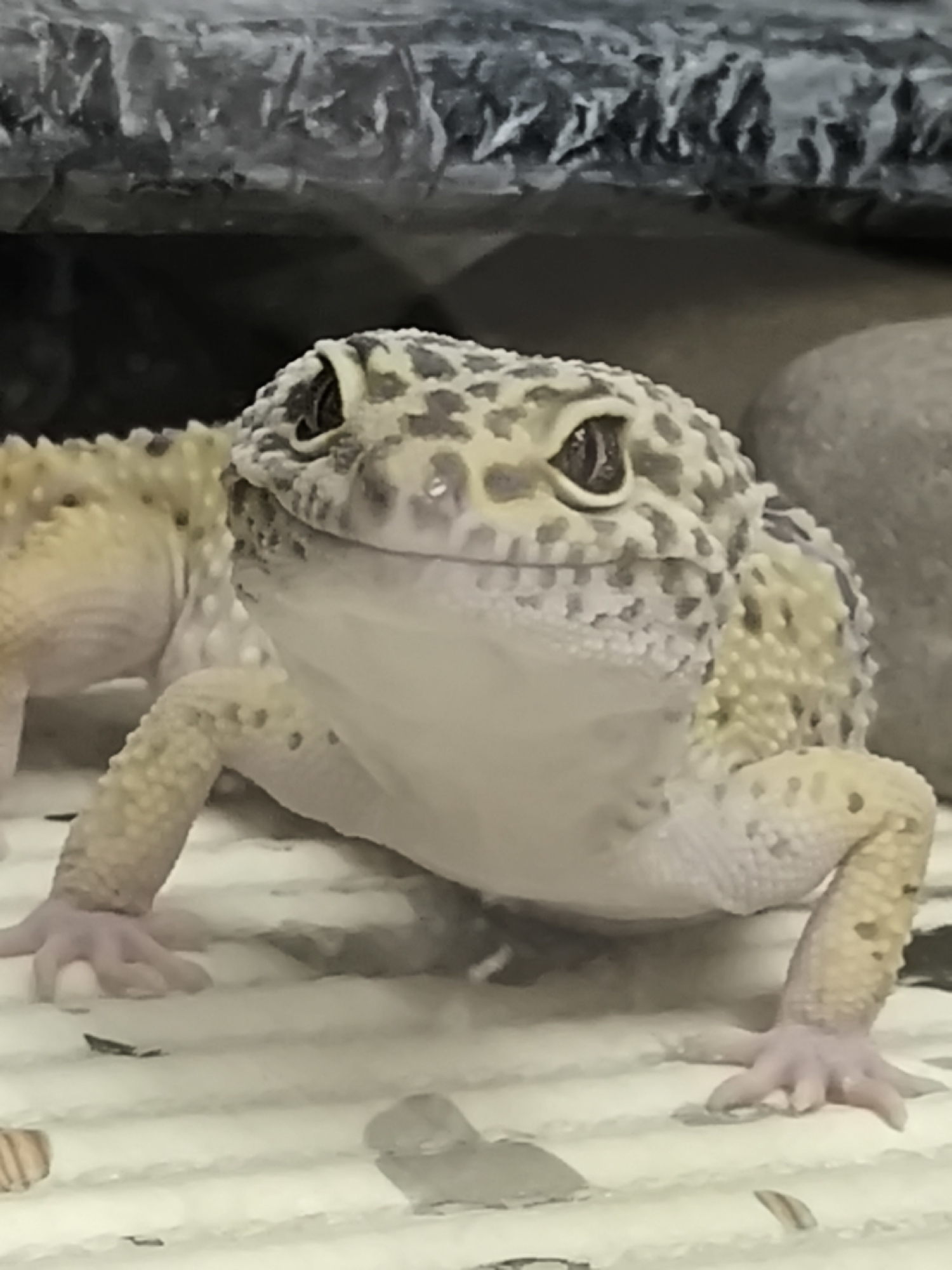 Pet owner documents leopard geckos and other animals in Chaikovsky