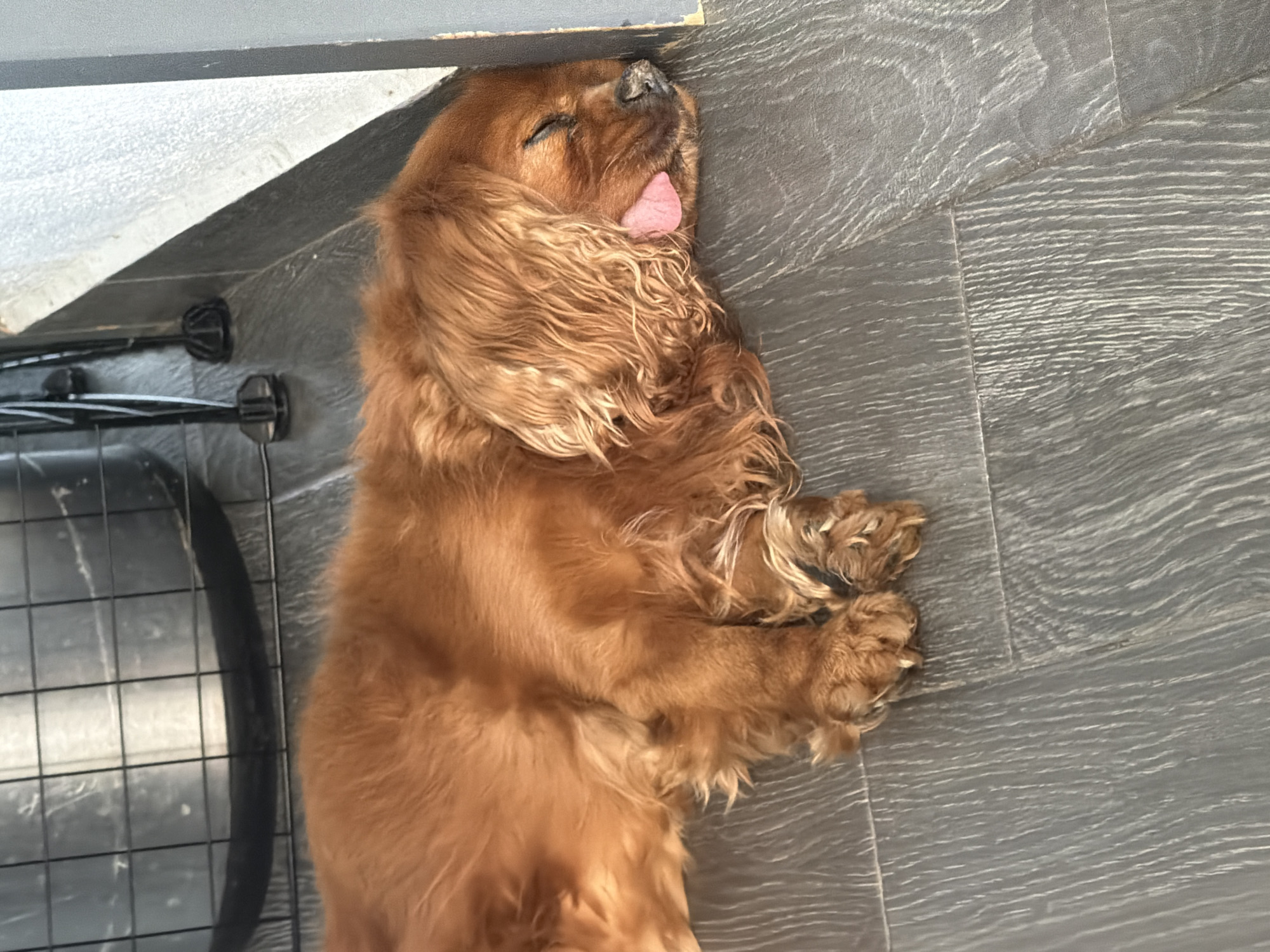 Cocker Spaniel rests on floor in Puebla home