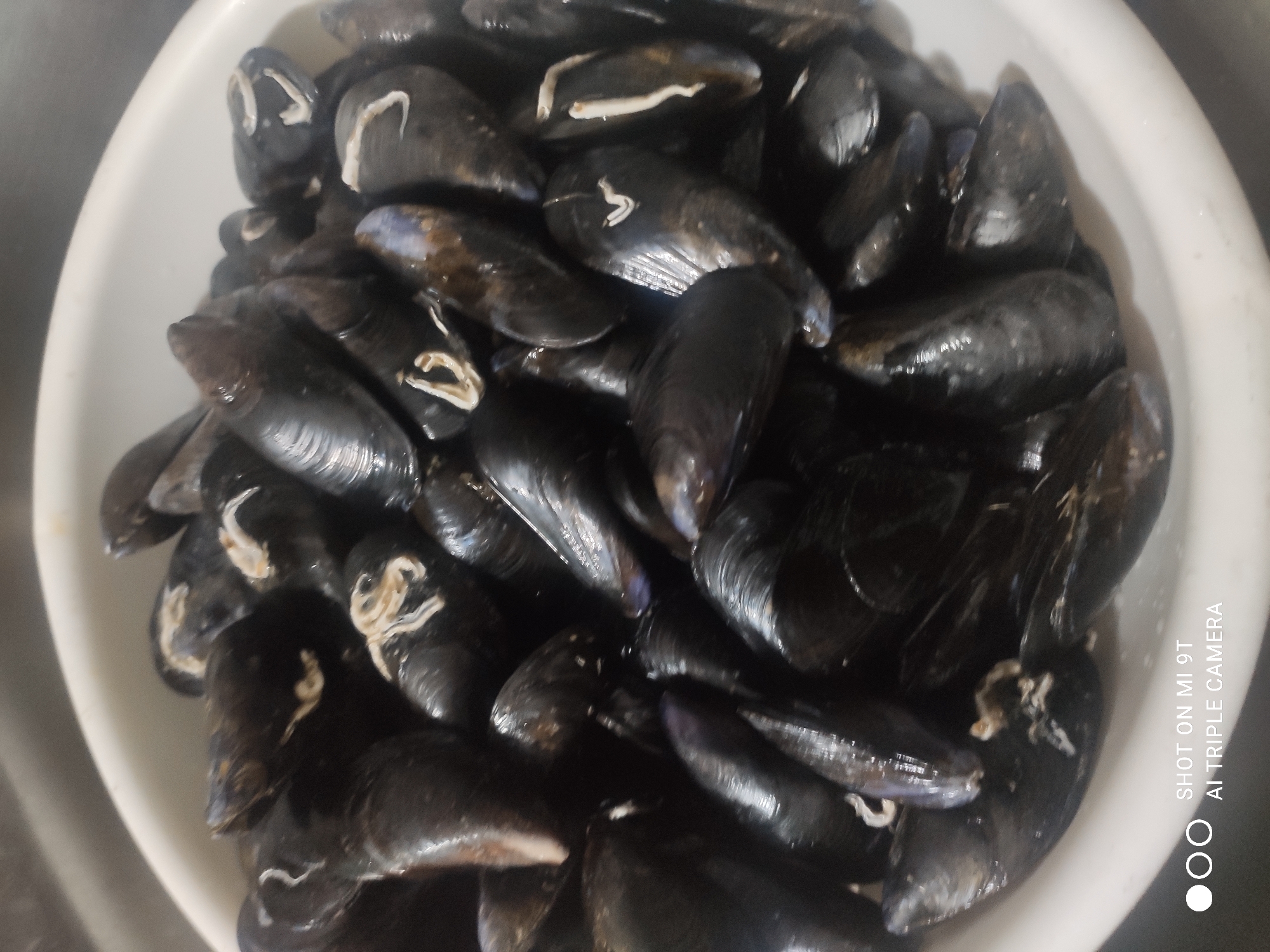 Mussels and a nesting duck in rural northern Italy