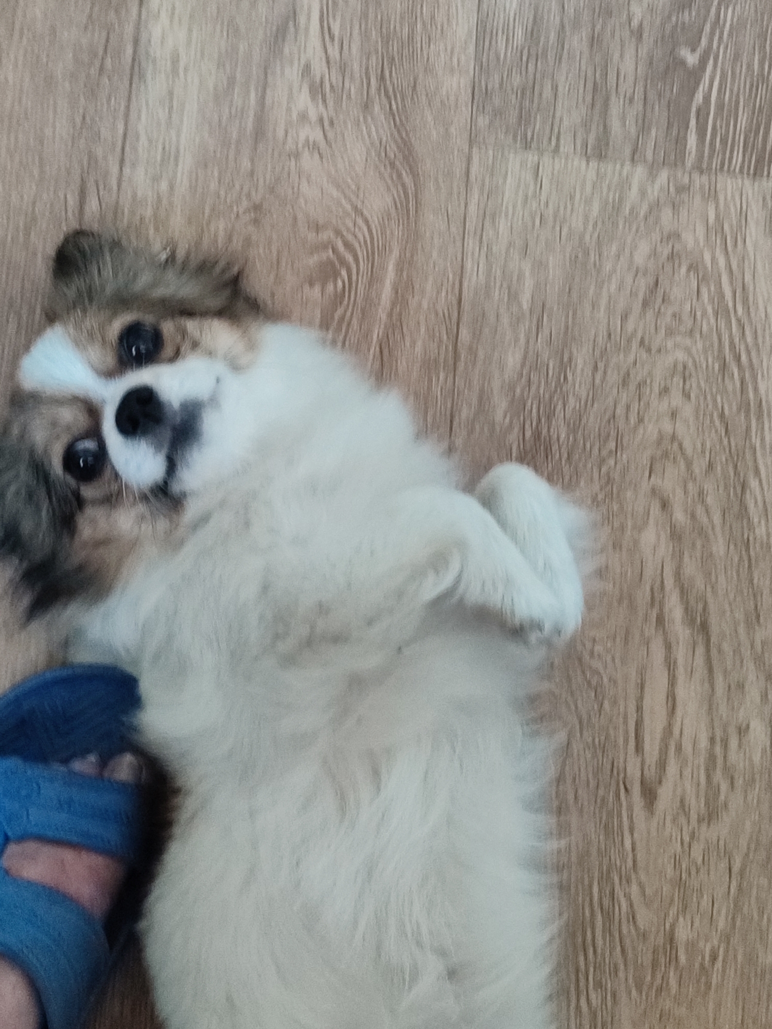 Late-night home snapshots: a fluffy dog and everyday objects