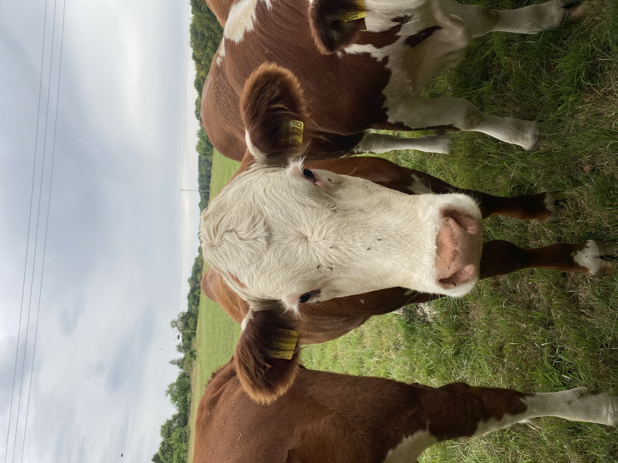 Tagged cattle graze in a field outside Eichen, Germany.