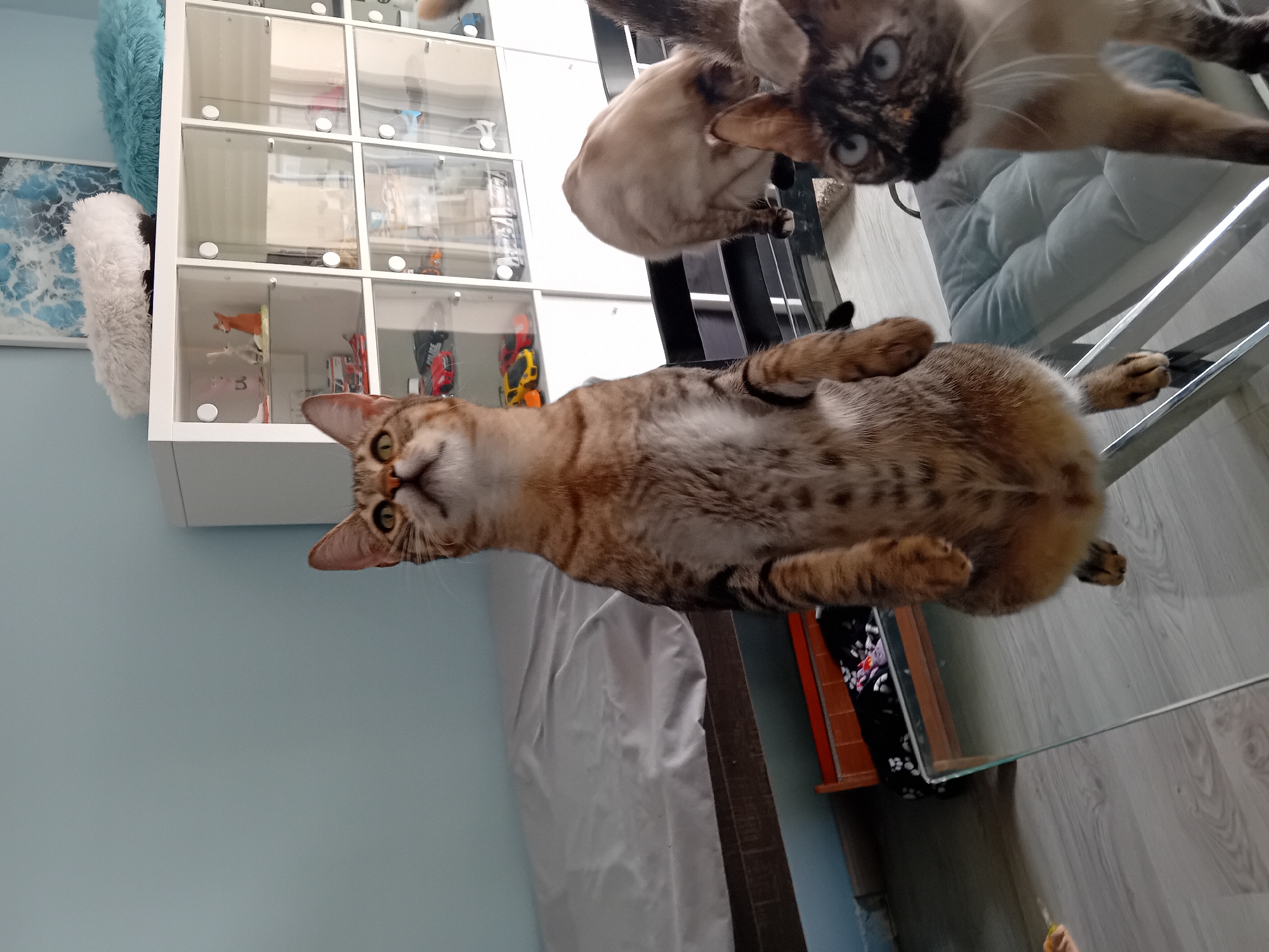 Domestic cats captured in typical relaxed indoor behaviors