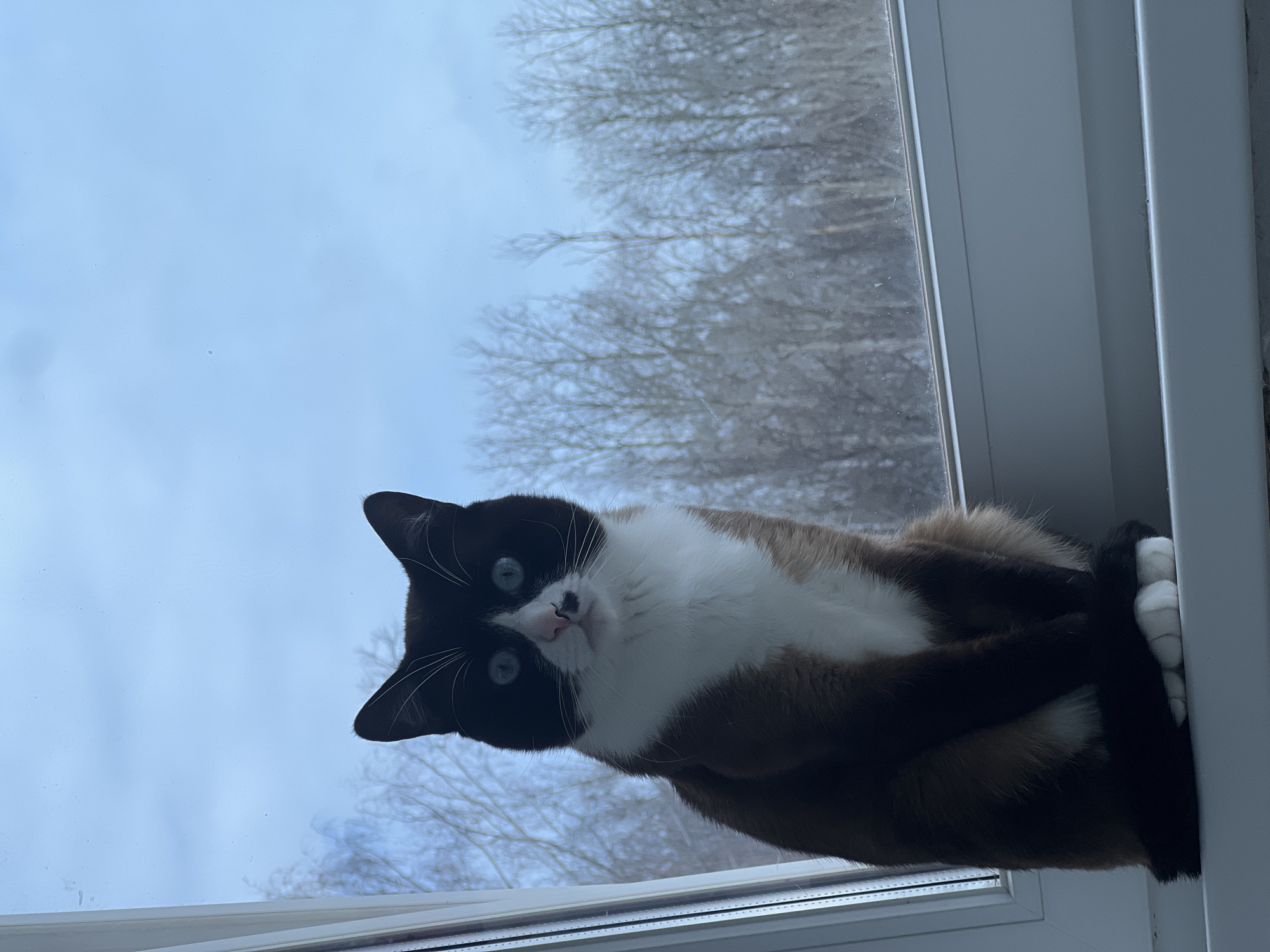 Man photographs morning moments with Siamese cat in Noviy
