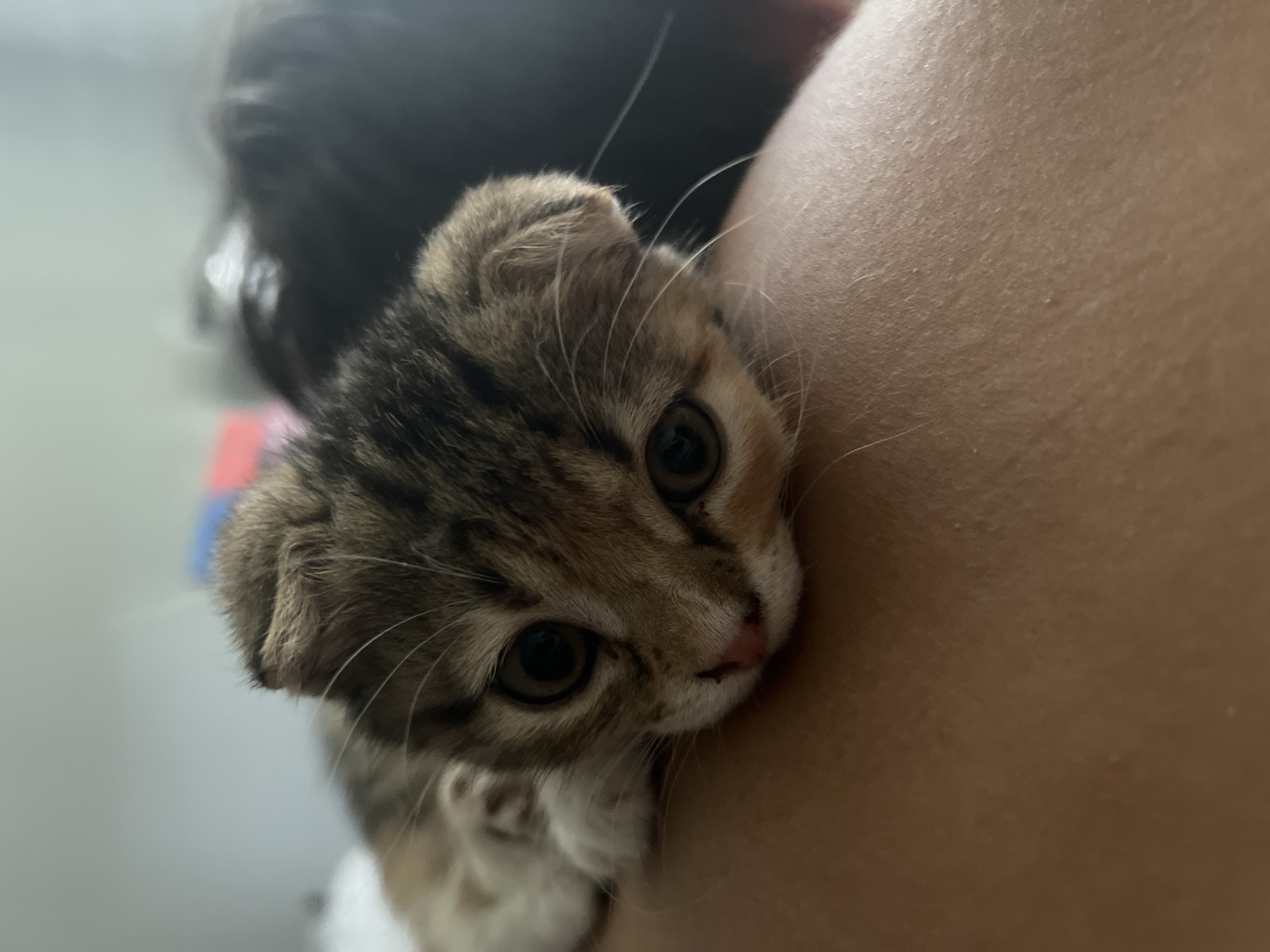 Tabby kitten with folded ears rests up close on a shoulder