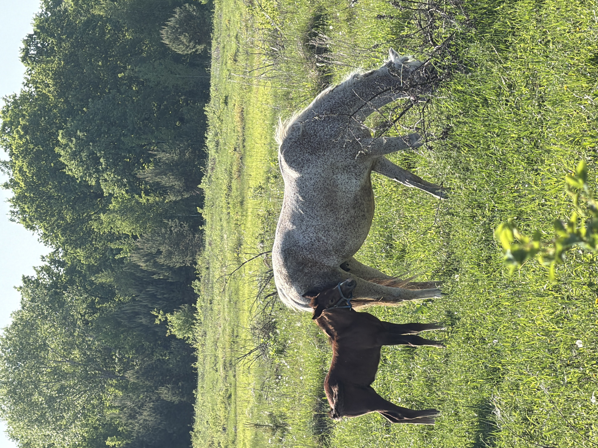 Horses graze in field near Noviy, Russia