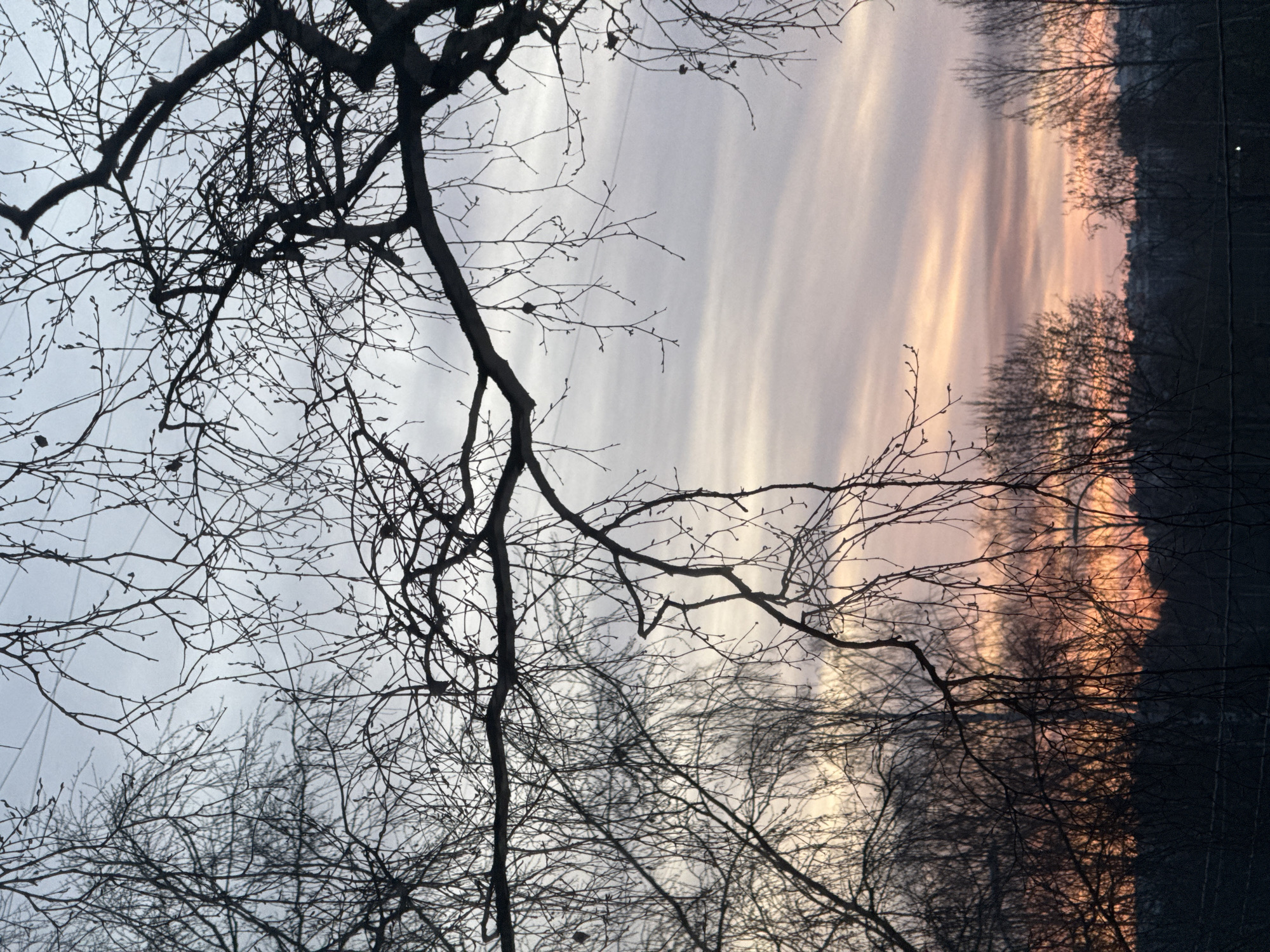 Sunset sky with bare trees photographed in Saint Petersburg