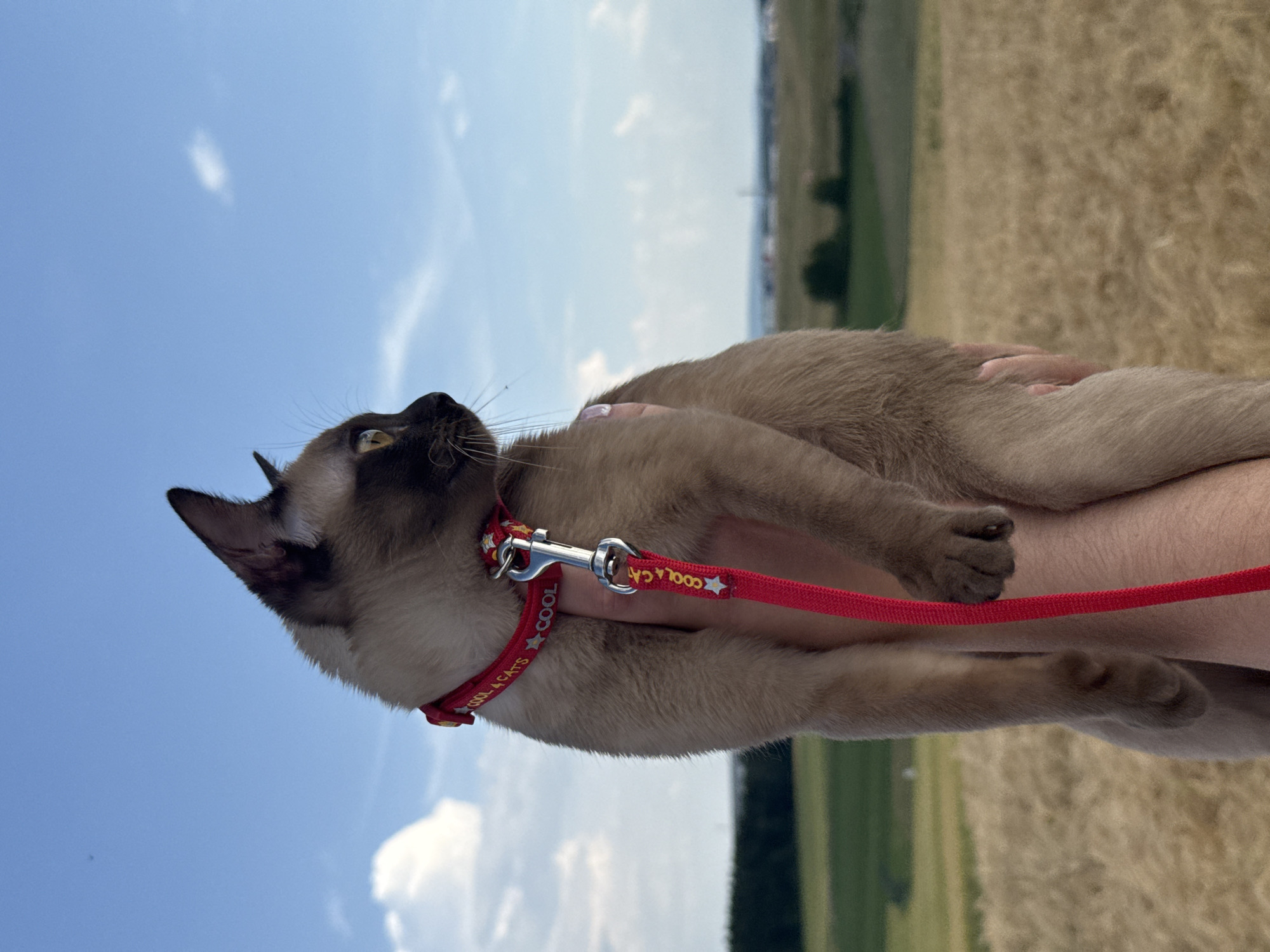 Cat in a collar hangs out near Hahn Airport