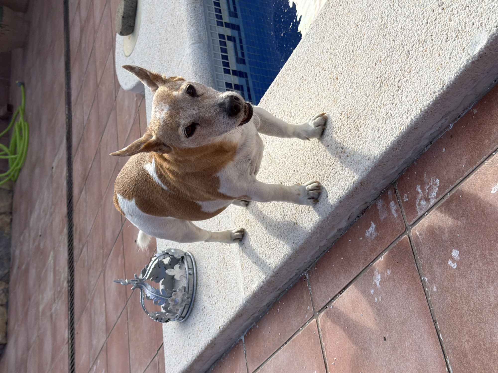 Dog stands on hind legs at pool edge in Spain
