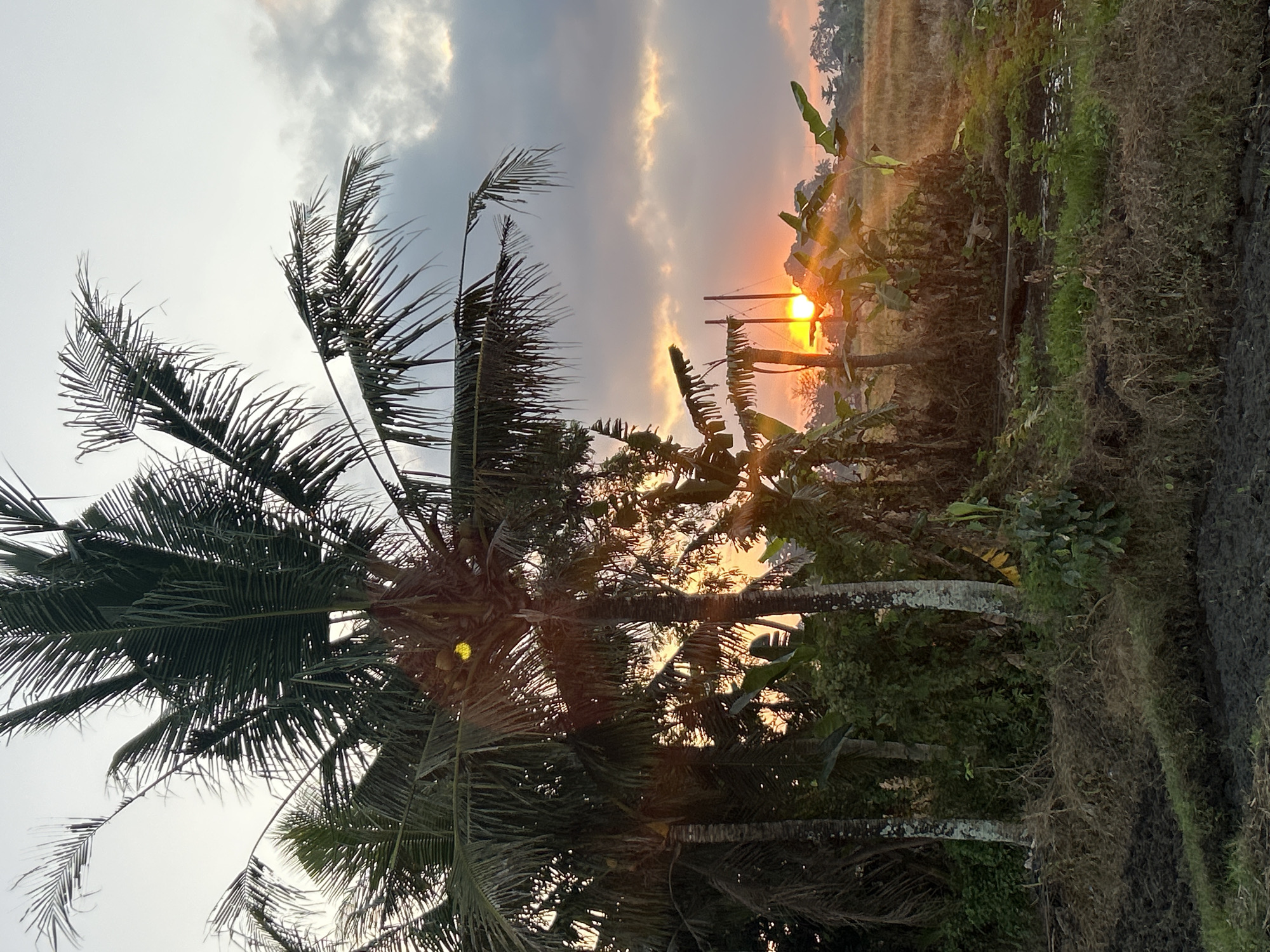Sunset over open fields and forest near Mengwi, Bali