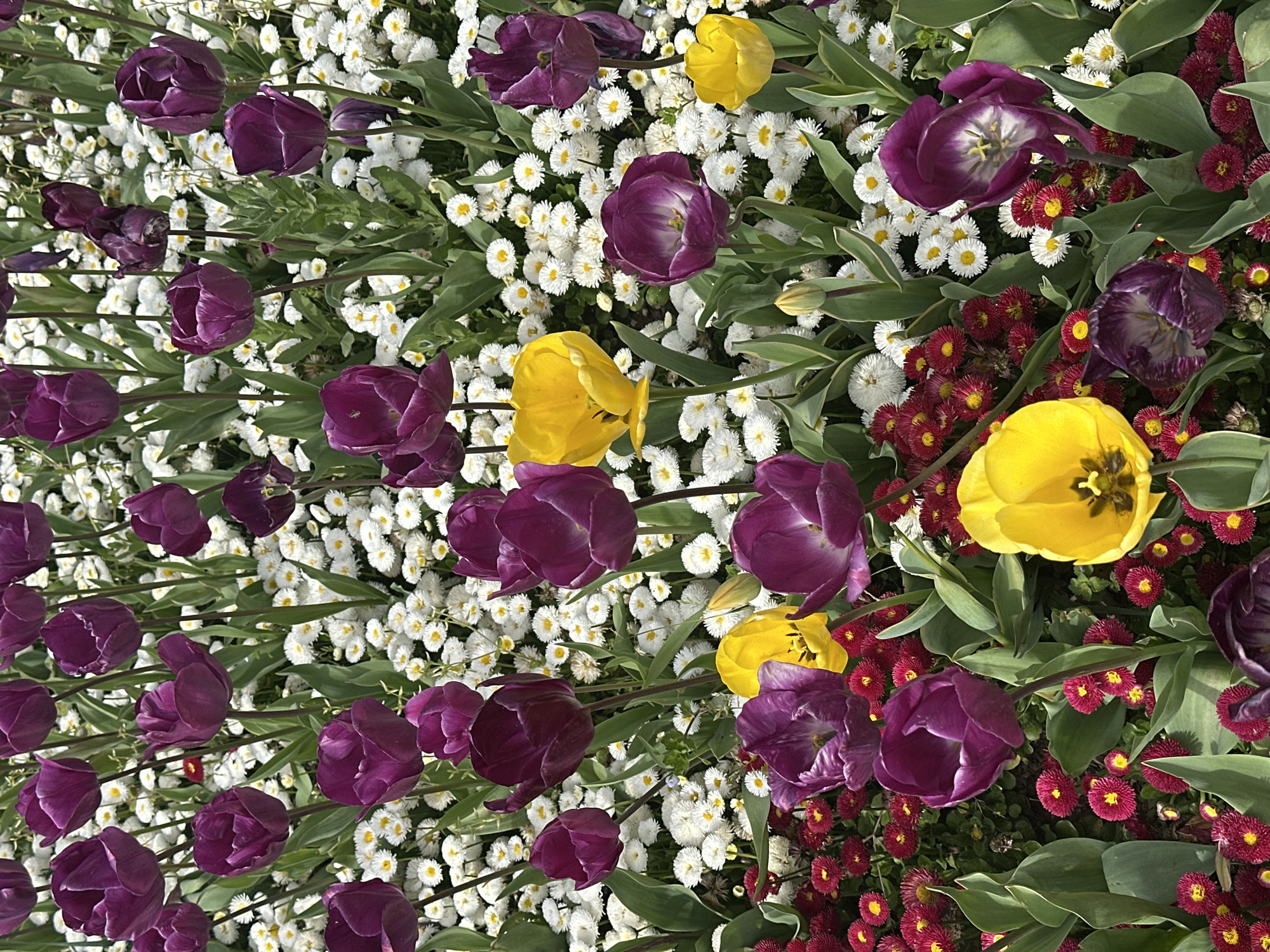Spring tulip gardens bloom in Başakşehir, Turkey
