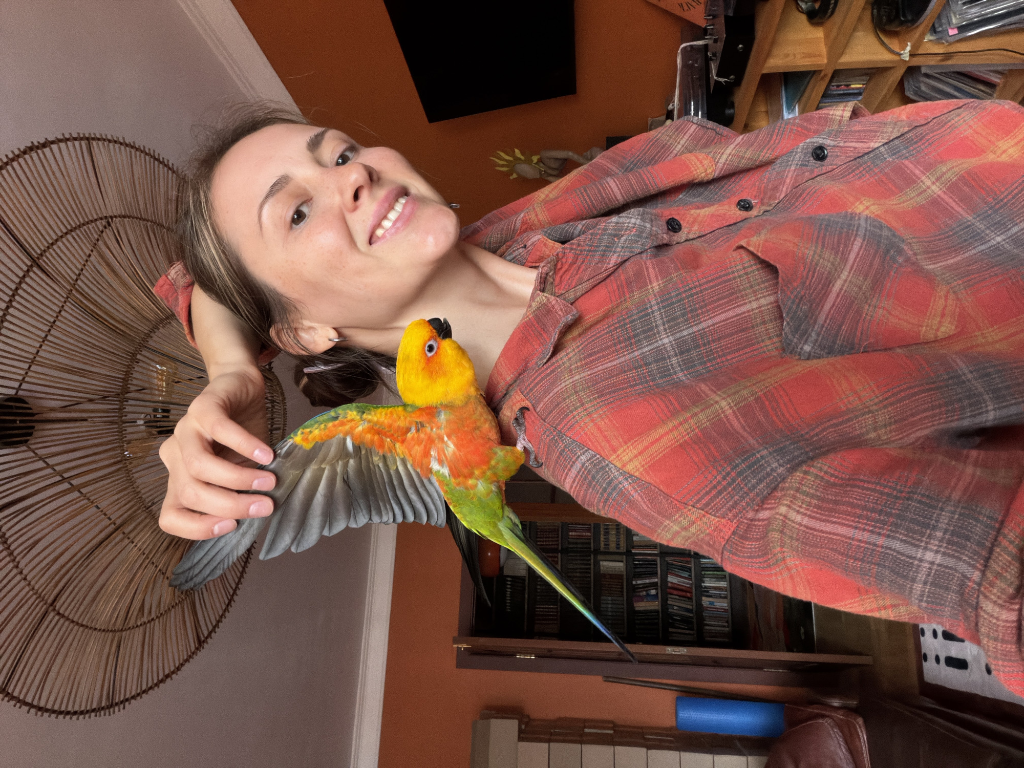 Sun conure parrot on a shoulder, Khimki