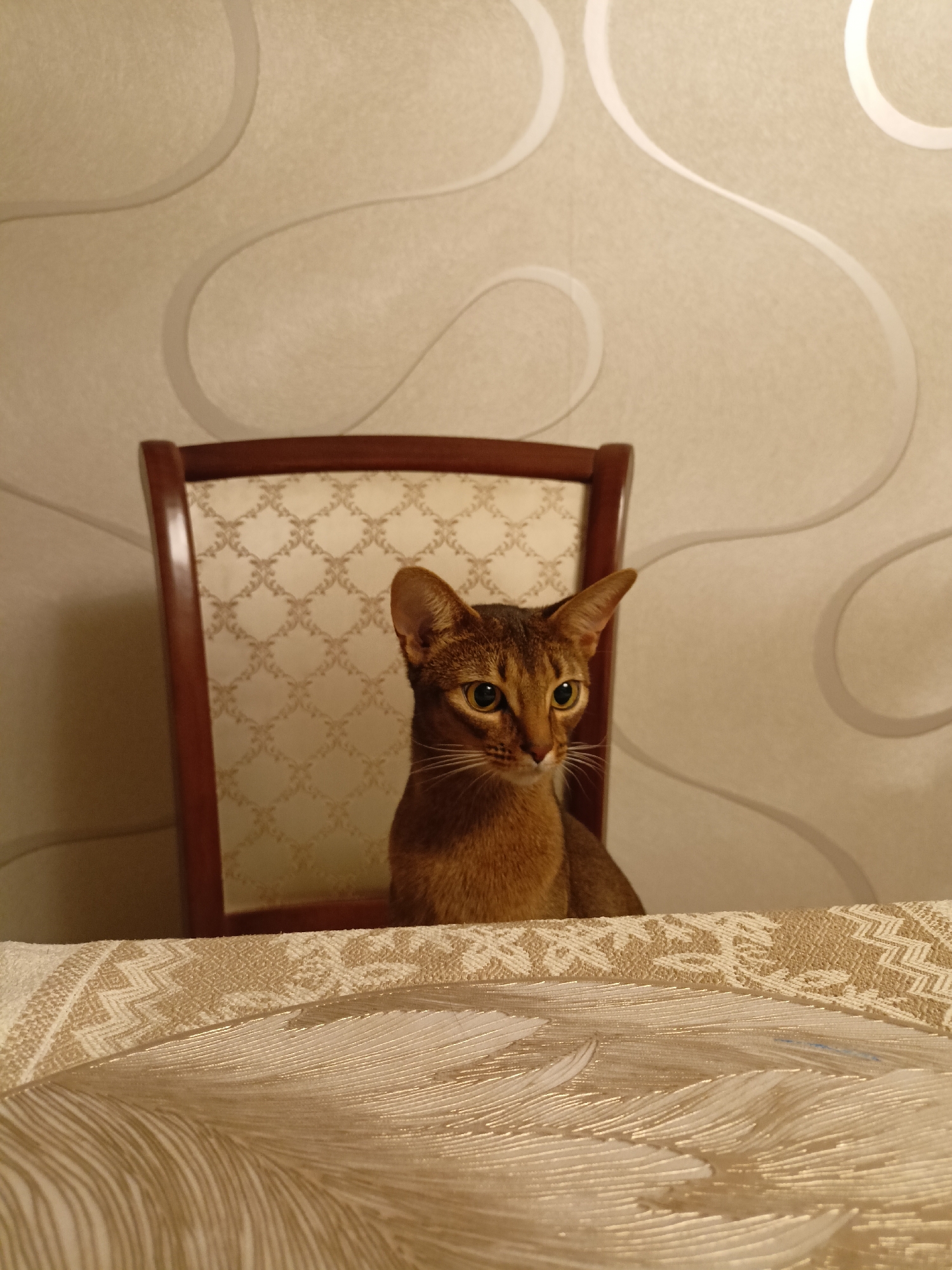 Cats indoors and a waterfront gazebo in Volgodonsk