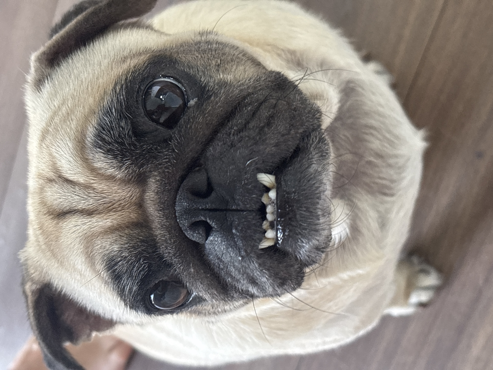 Morning routine with pug companion in hillside Sochi