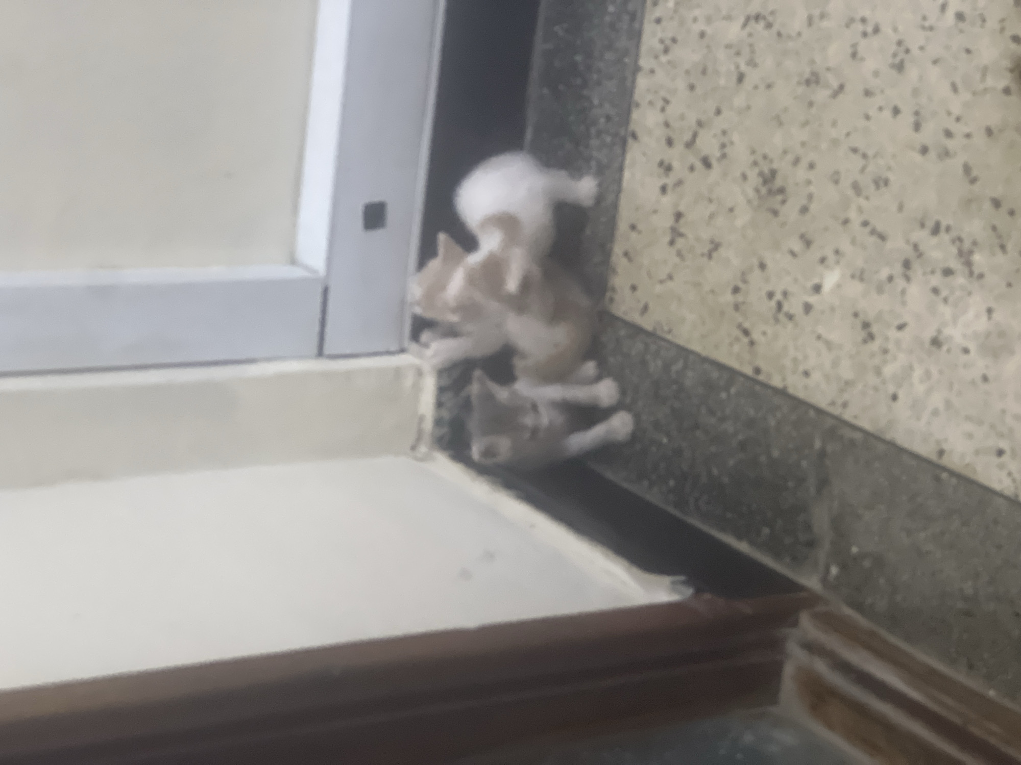 Three kittens pile together in corner in Dar es-Salaam