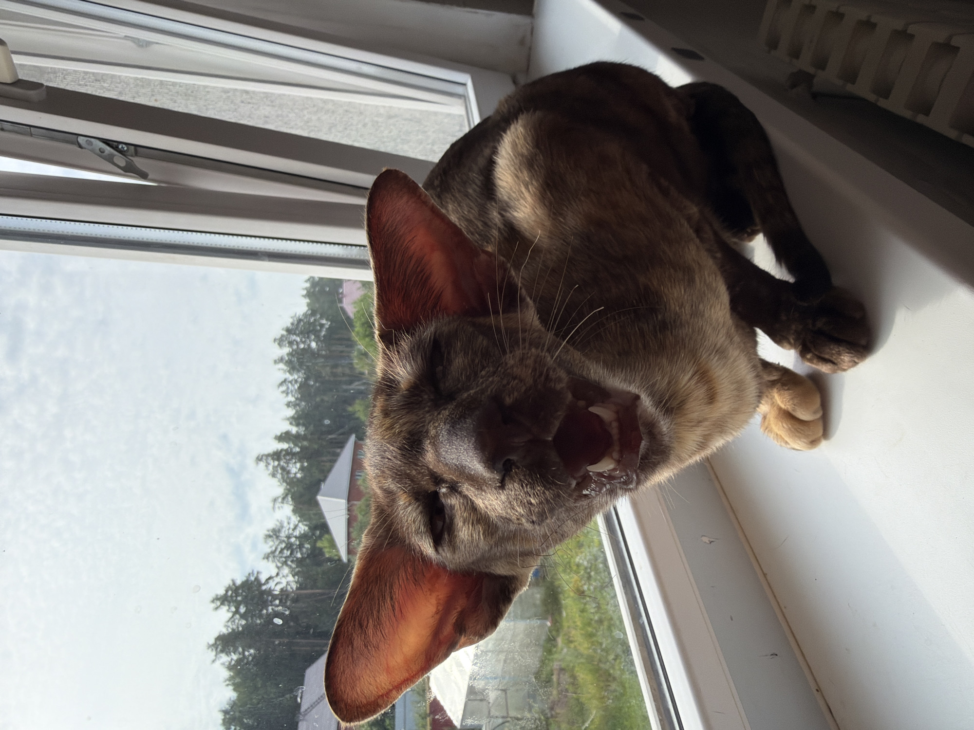 Oriental Shorthair on a windowsill, watching suburban Chaikovsky