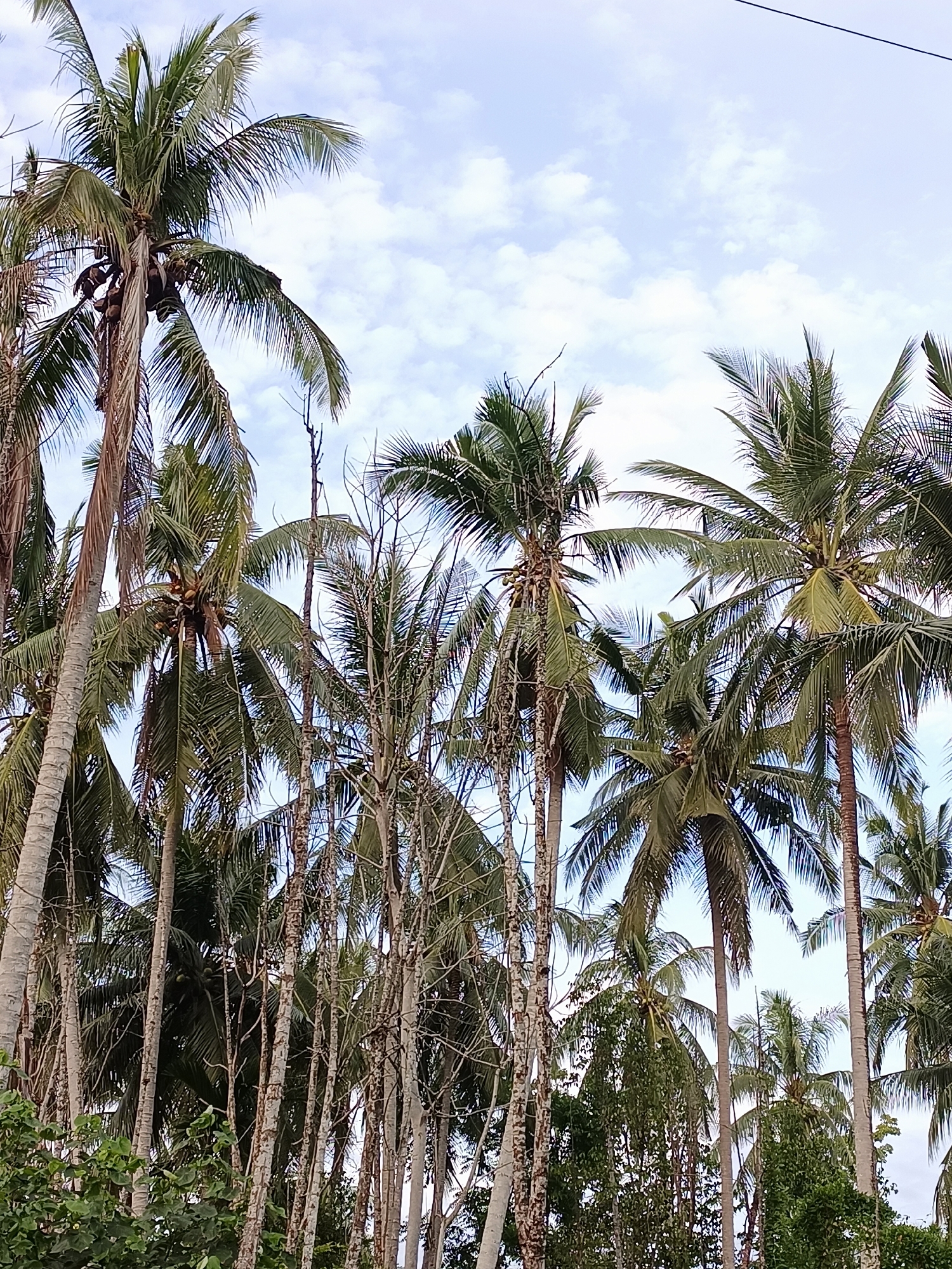 Rural Meunasah Raya: palms, crops, and quiet roads at dusk