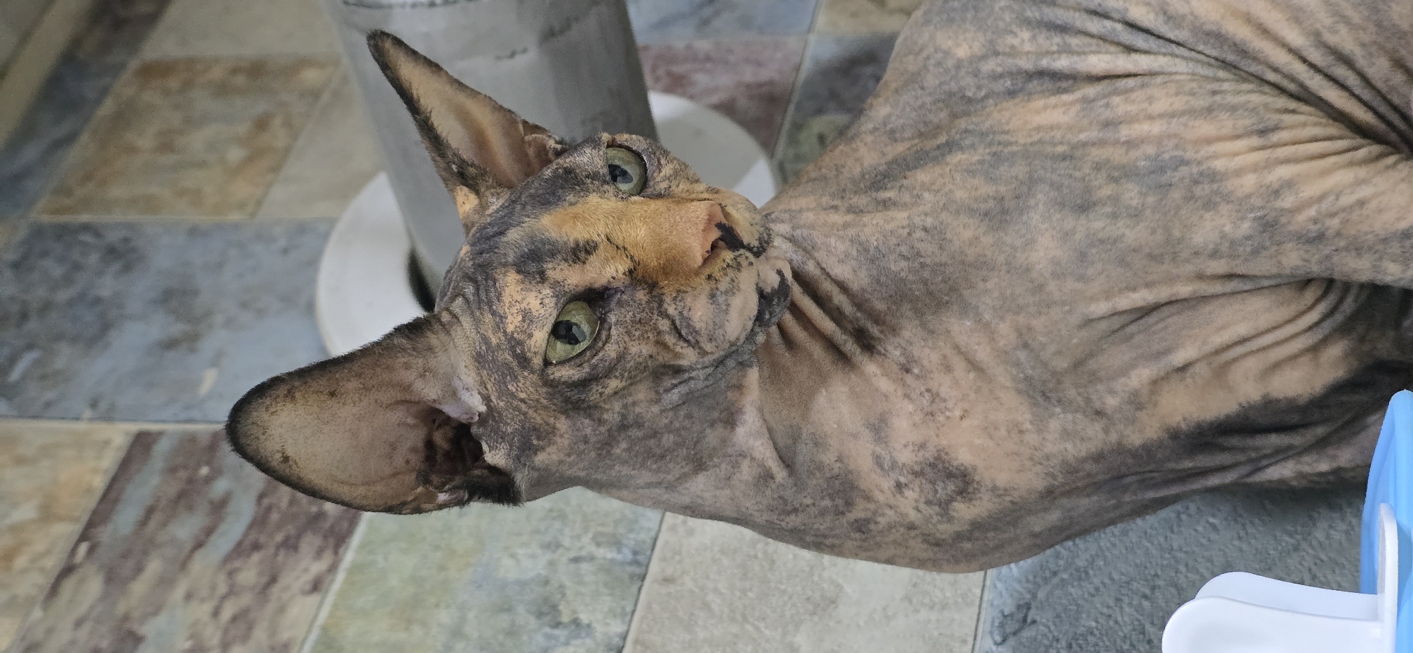 Sphynx cat photographed up close in a Baku interior