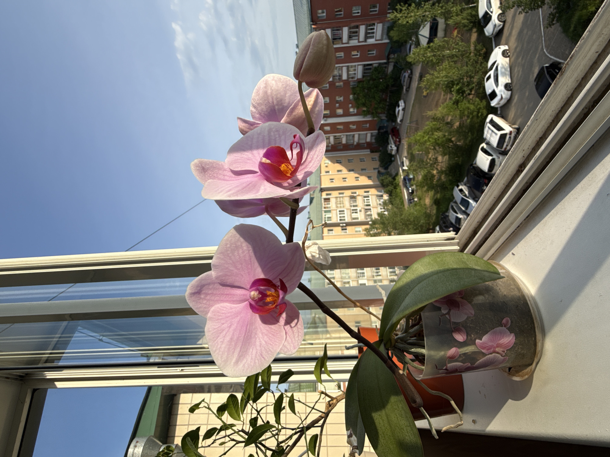 Pink orchids on a Birobidzhan windowsill at sunset