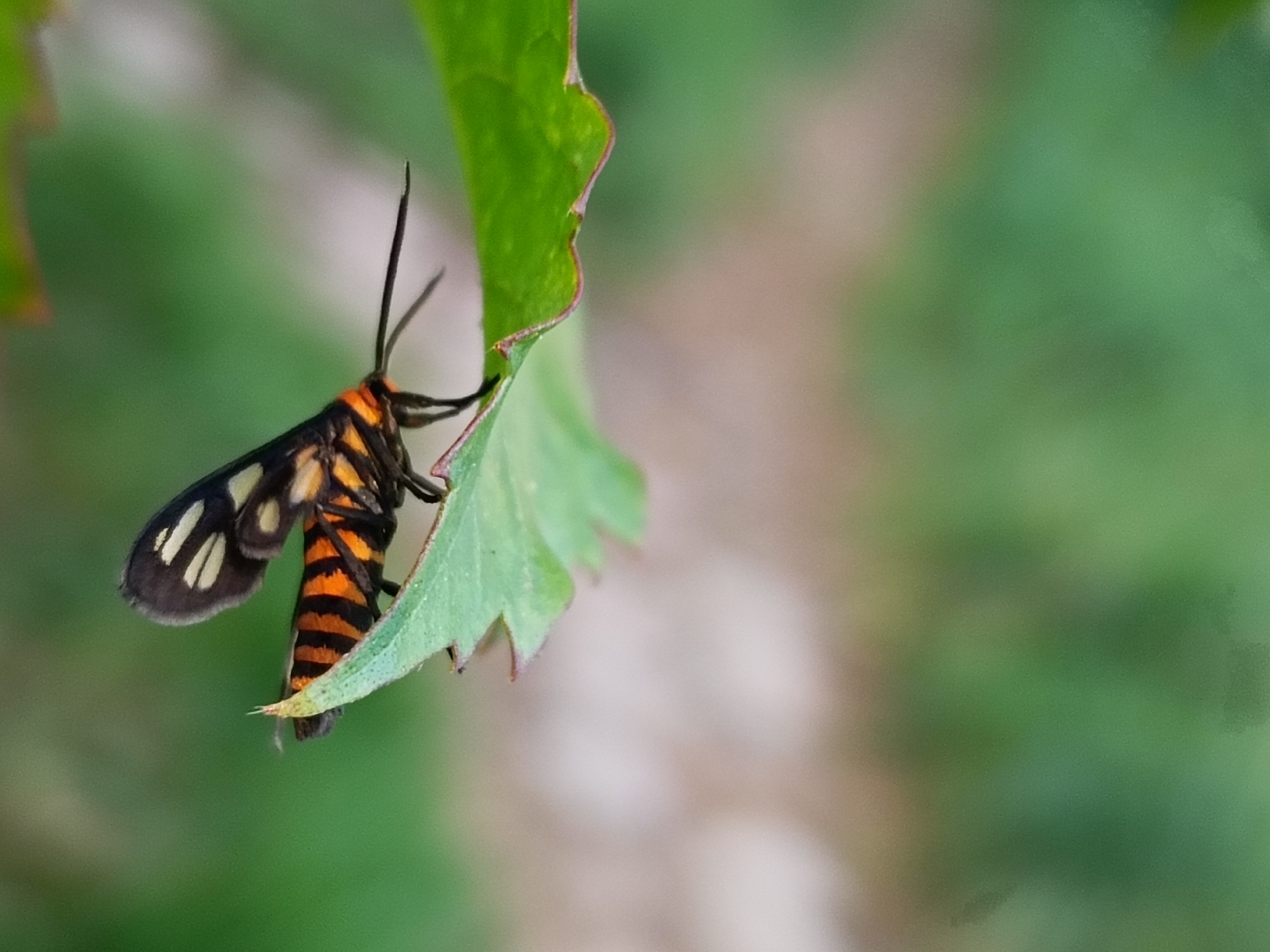 Various insects spotted on foliage in Lhokseumawe, Indonesia
