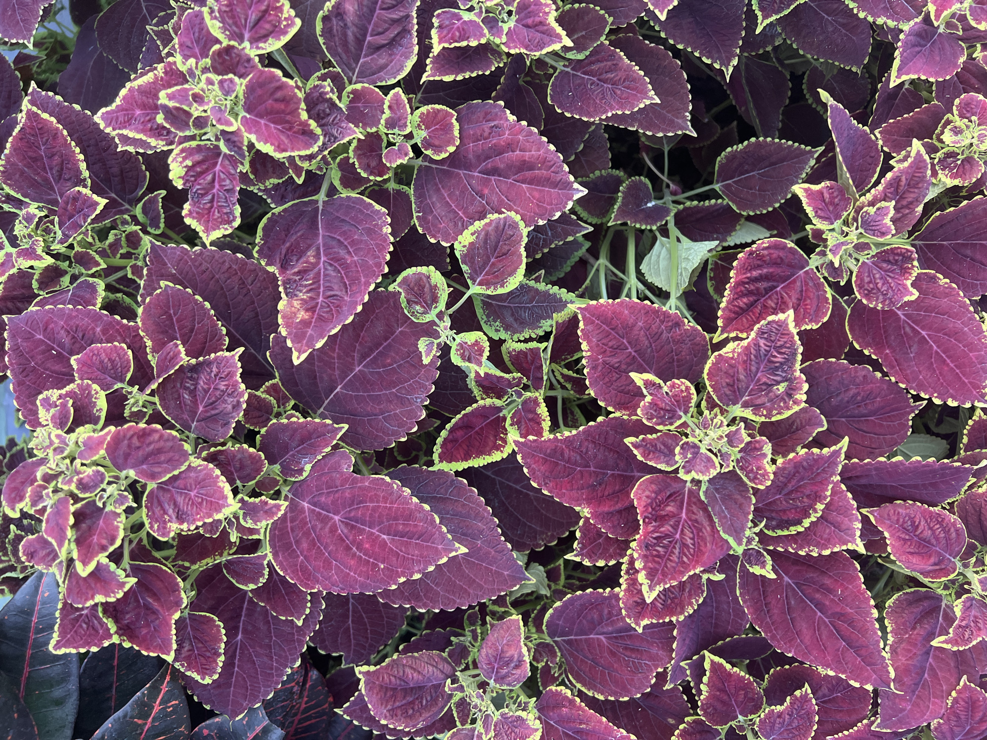 Close-up tour of a lush garden's plants and blooms