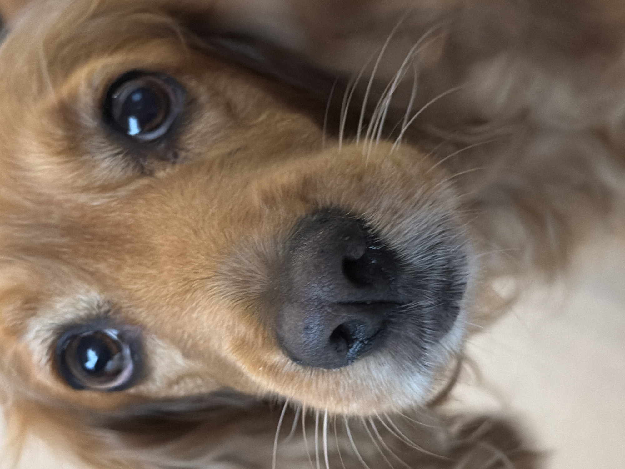 Golden dog captured indoors during afternoon rainy weather