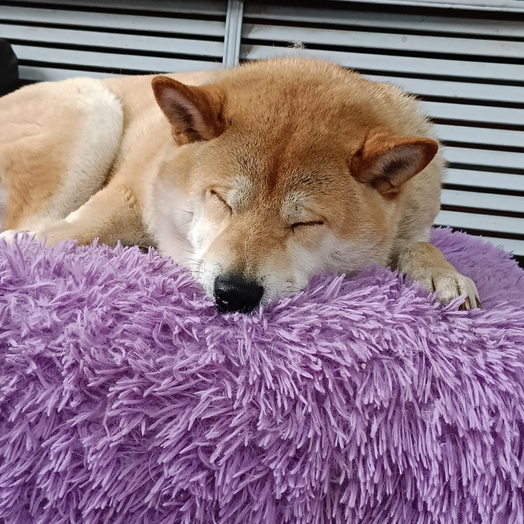 Quiet domestic moments captured in Rusalevka: sleeping dog, decorative items