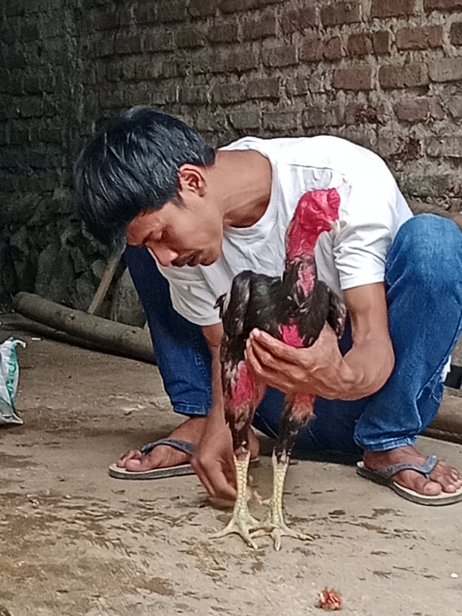 Backyard life in Parage: roosters, a cat, and a quiet morning