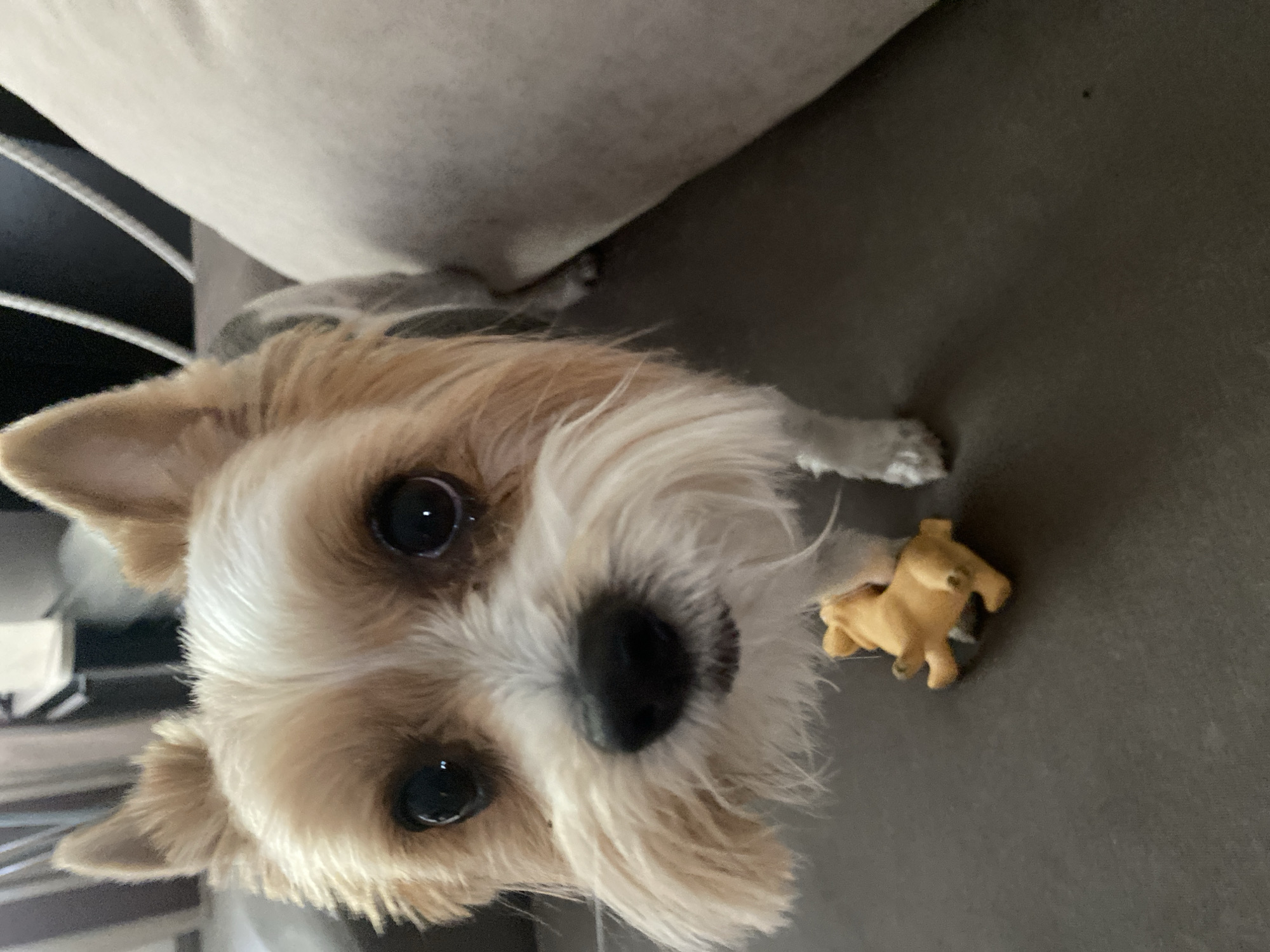 Yorkshire Terrier caught in three poses, Linyovo