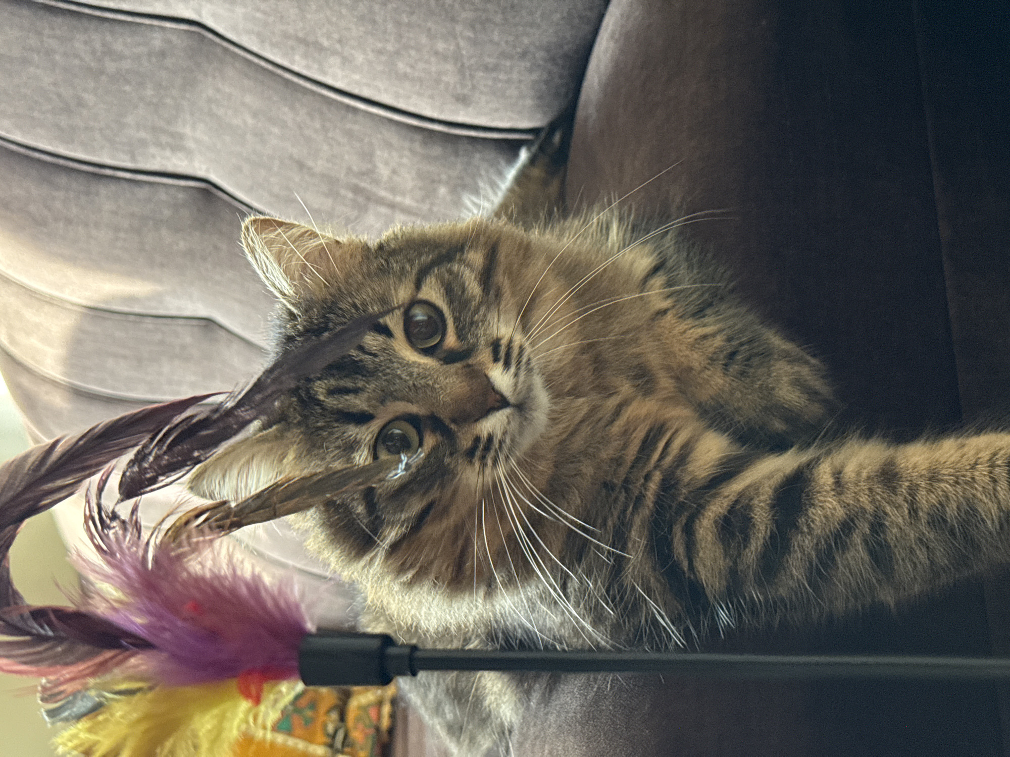 Woman documents afternoon with cat in Pleven apartment