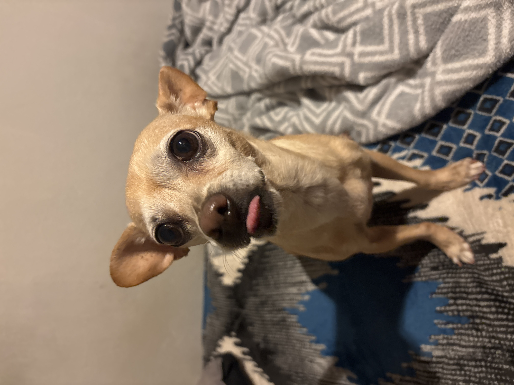 Chihuahua rests on patterned bedding in Mexican home