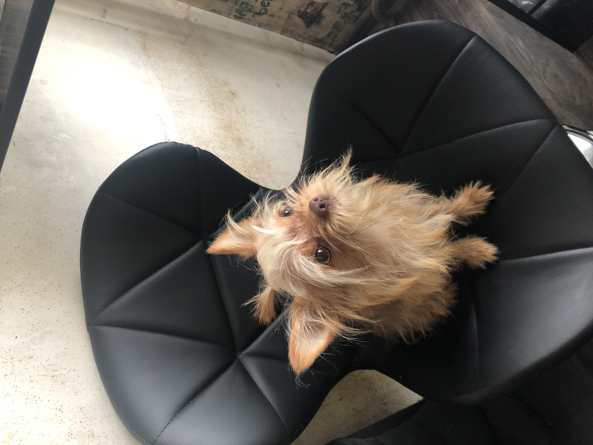 Yorkie posed with a plush bear on a leather chair in Moscow