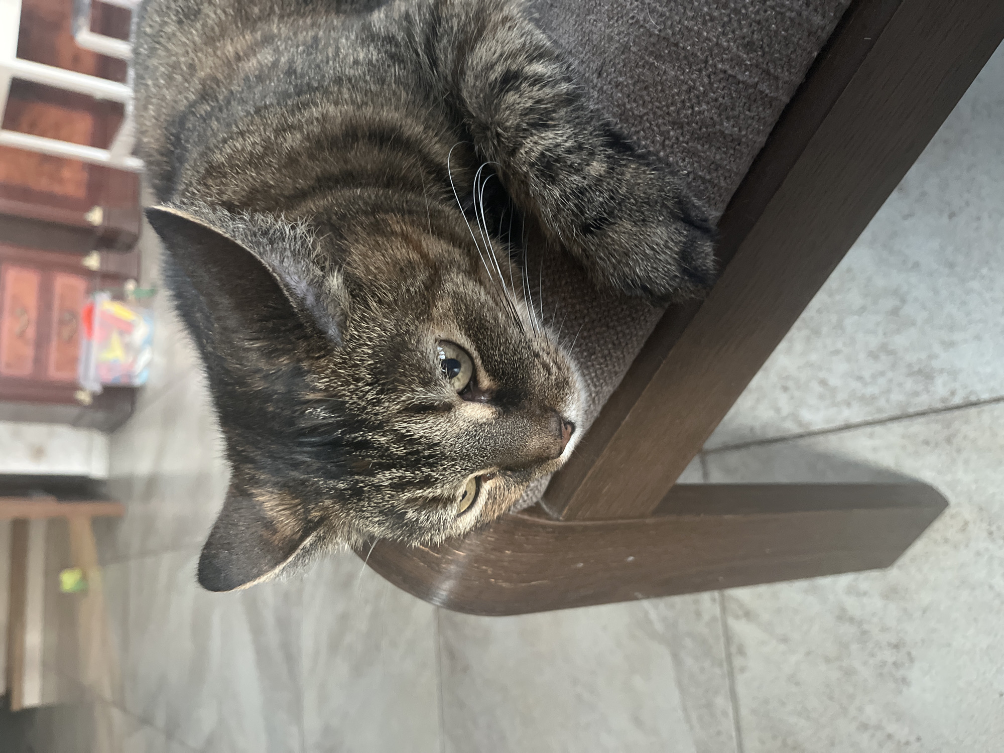 Cats, a schnauzer, and houseplants sharing a tiled home