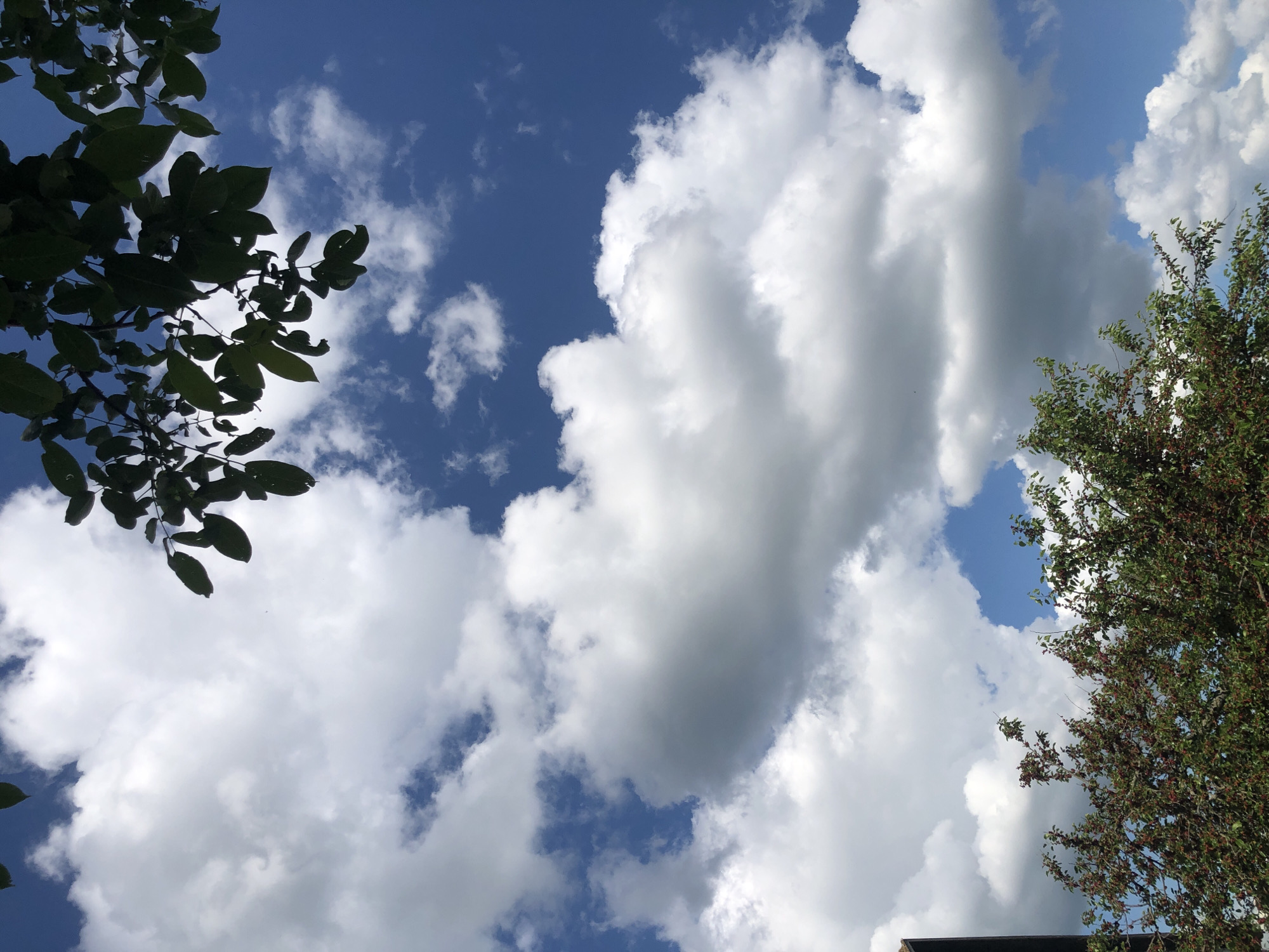 Cloudy skies, ripe mulberries, and dogs napping in Khmilnytsia
