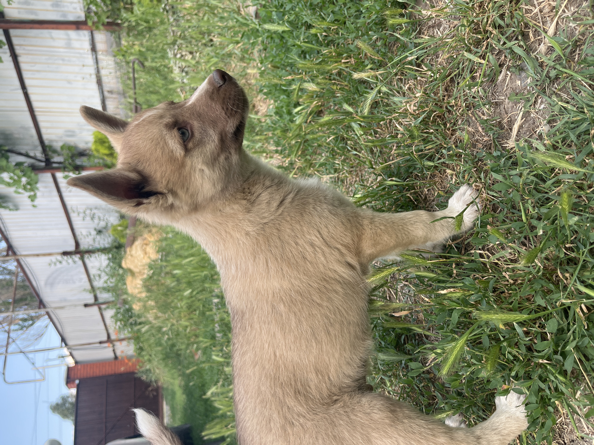 Puppies, cats, flowers, and fresh raspberries on a summer afternoon