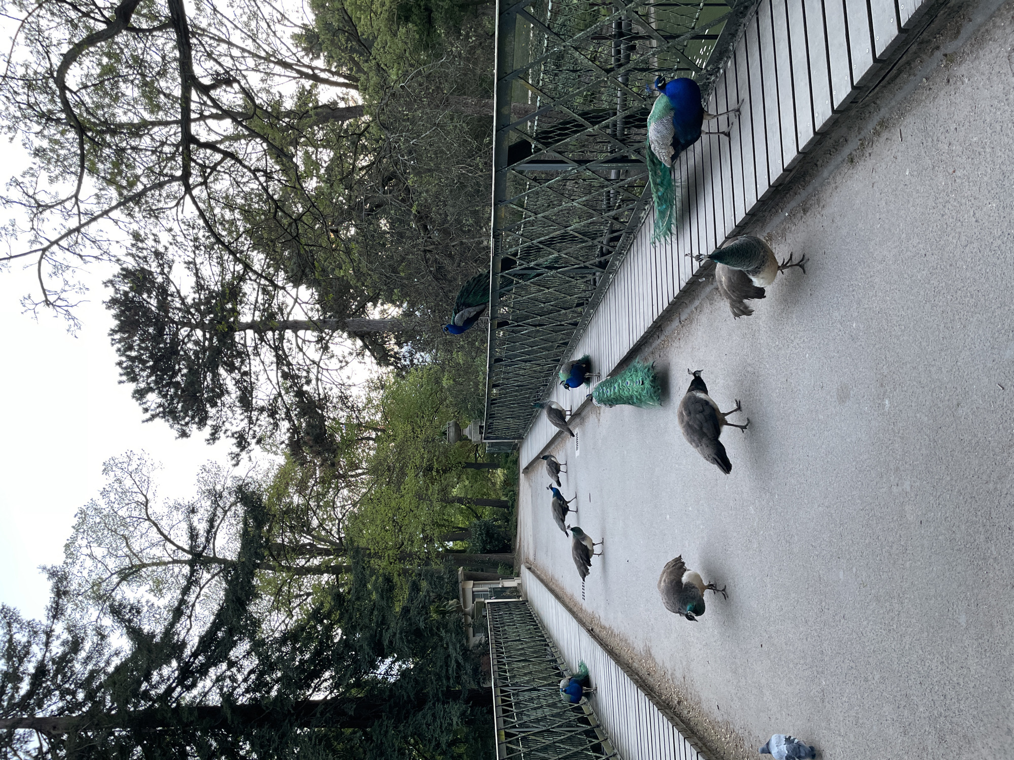 Peacocks gather on concrete bridge in Paris