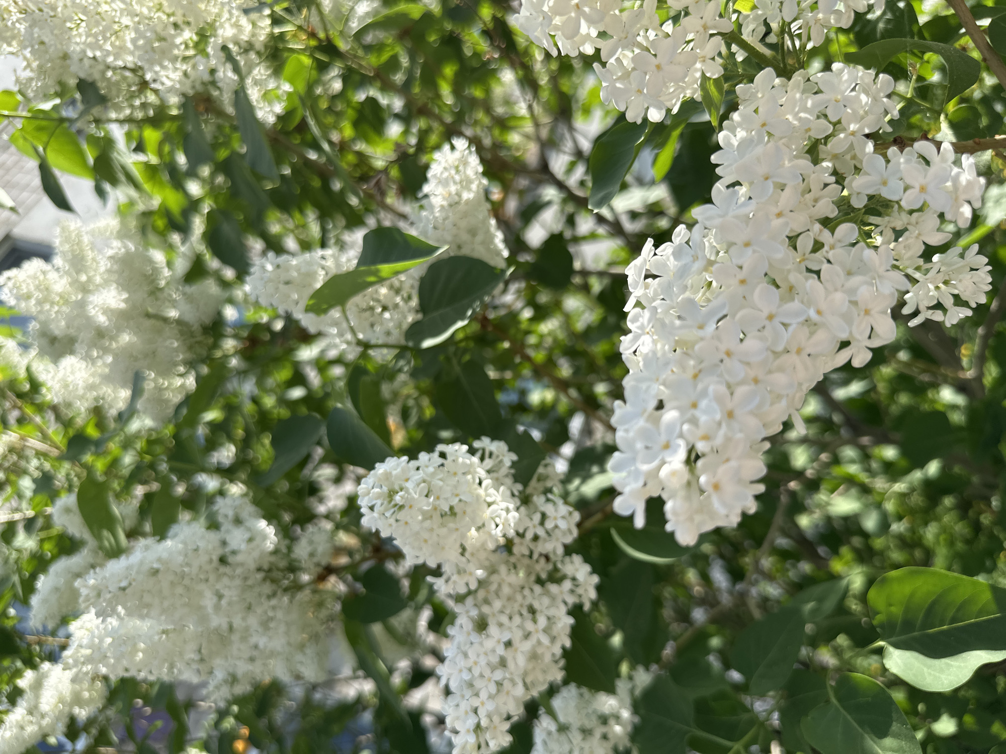 Spring blooms and urban greenery captured across city