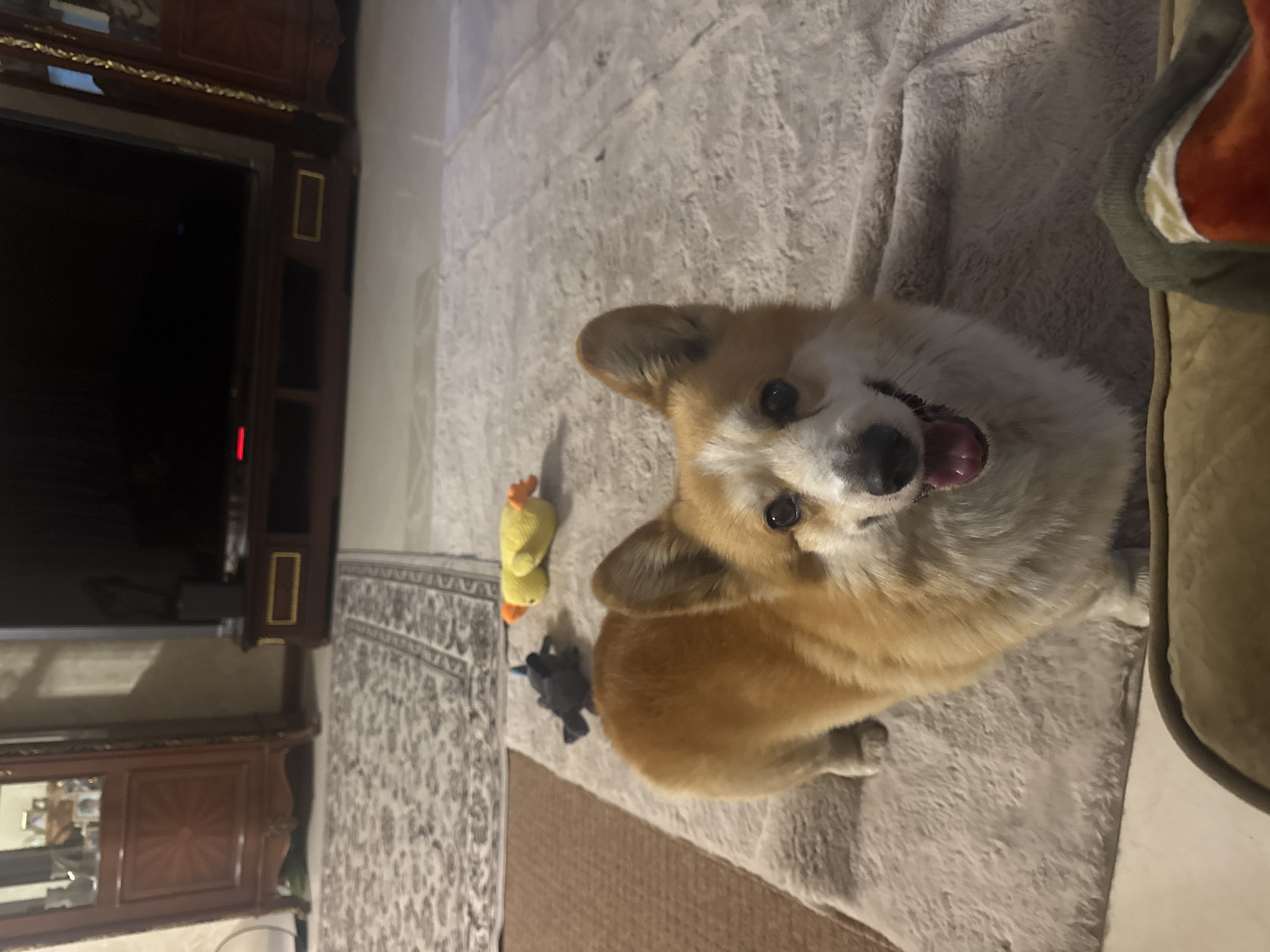 Corgi dog spotted playing indoors and outdoors in Russian suburb