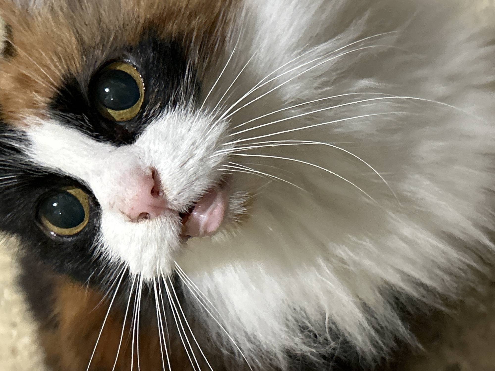 Calico cat going about its business at home in Buenos Aires