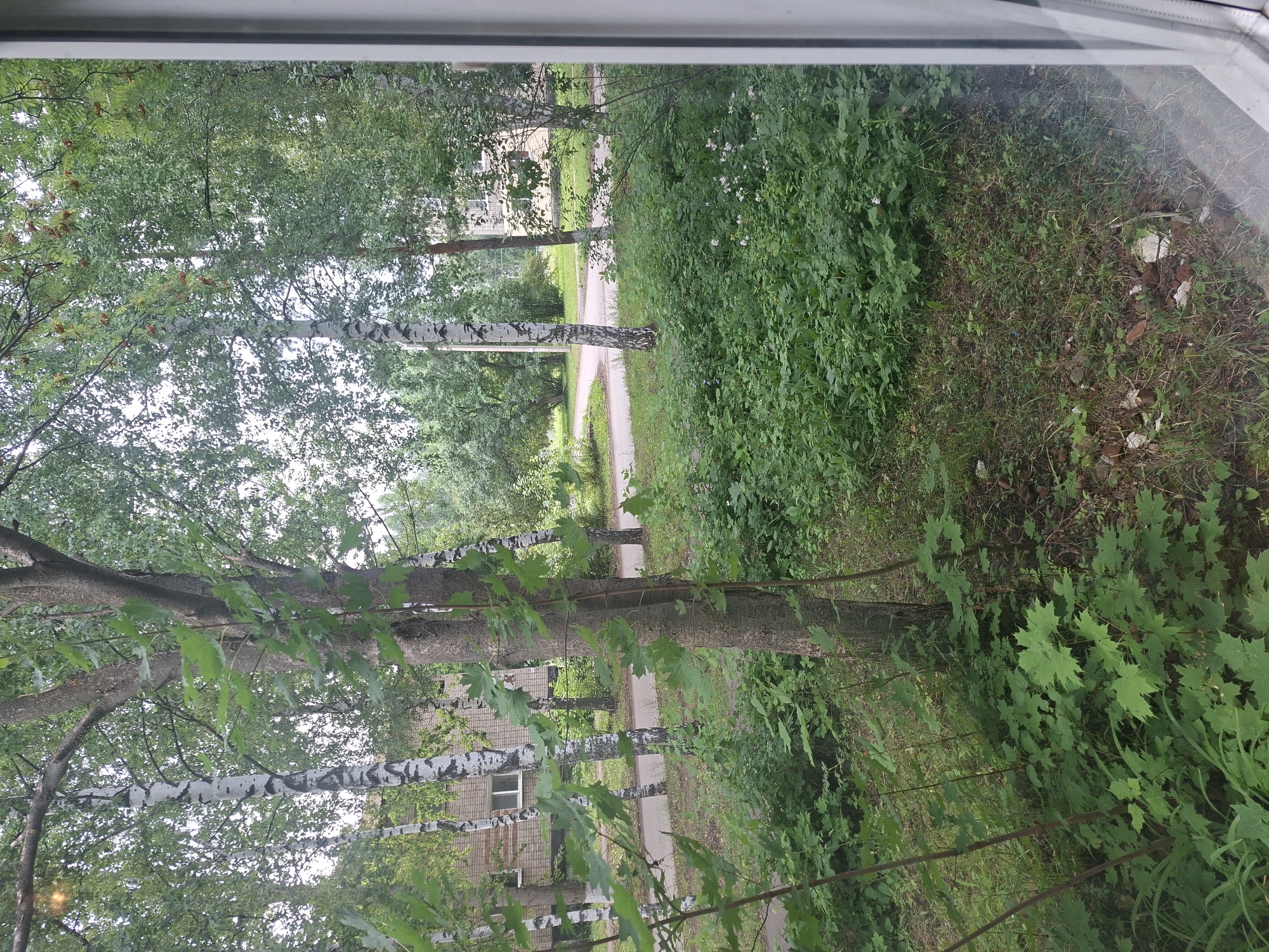 Quiet domestic morning in Nikolaevka — plants, views, and small objects