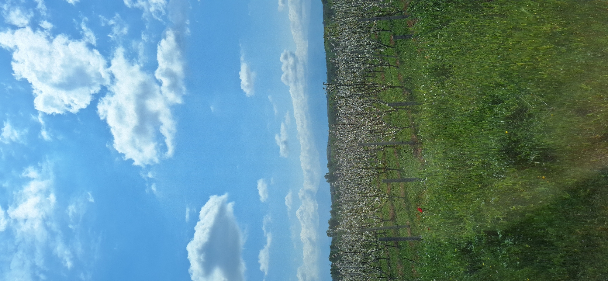 Spring orchard blooms documented near Novo Konomladi, Bulgaria
