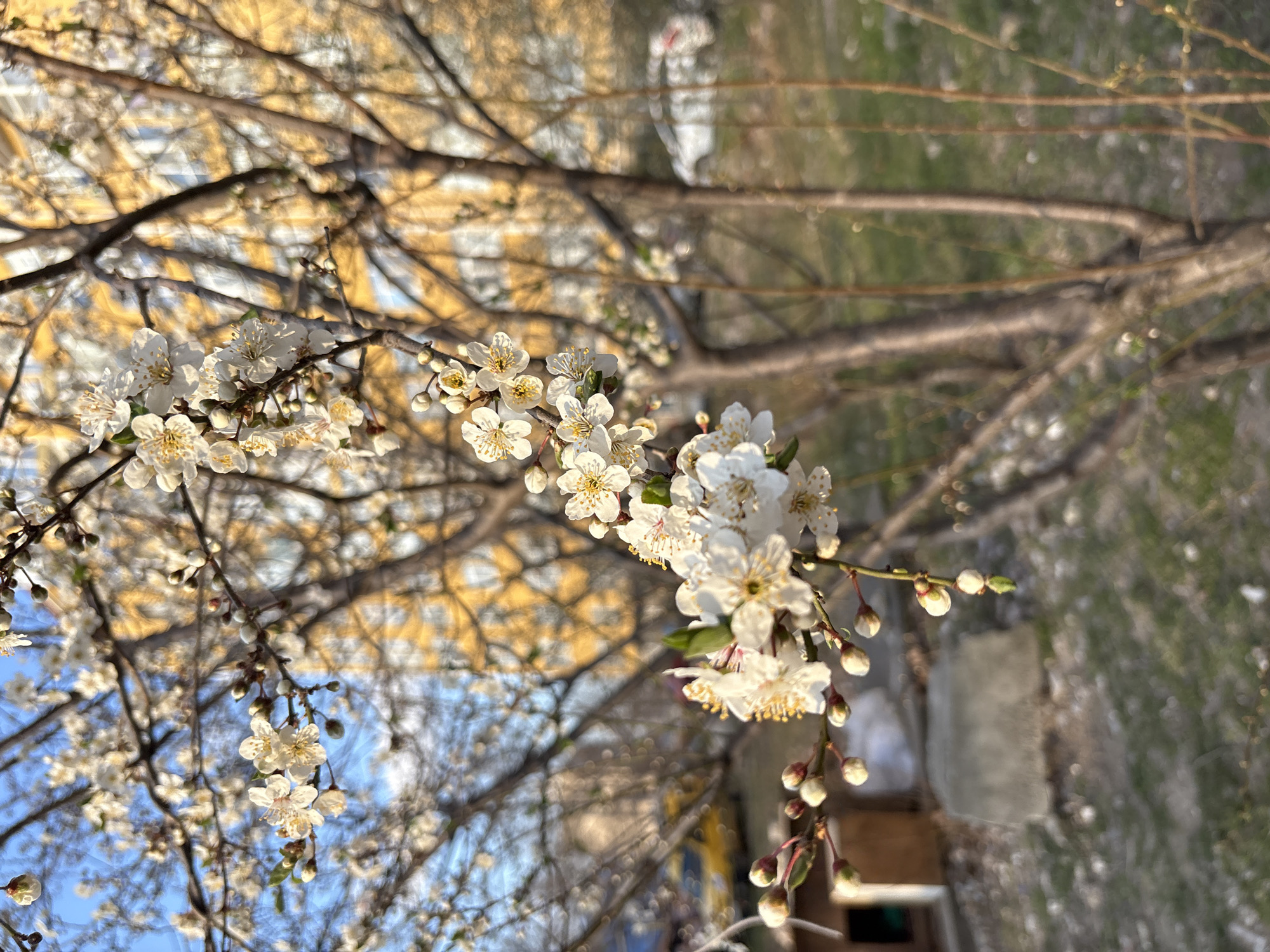 Spring blooms captured around Simferopol residential buildings