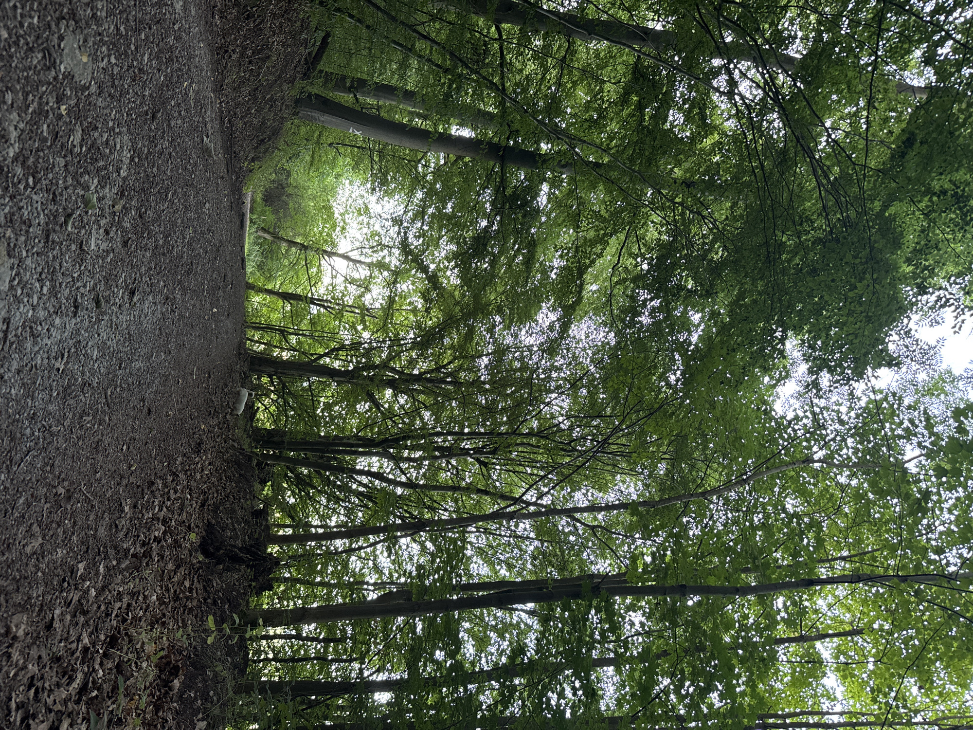Forest walk with a chihuahua on leafy trails near Negenborn