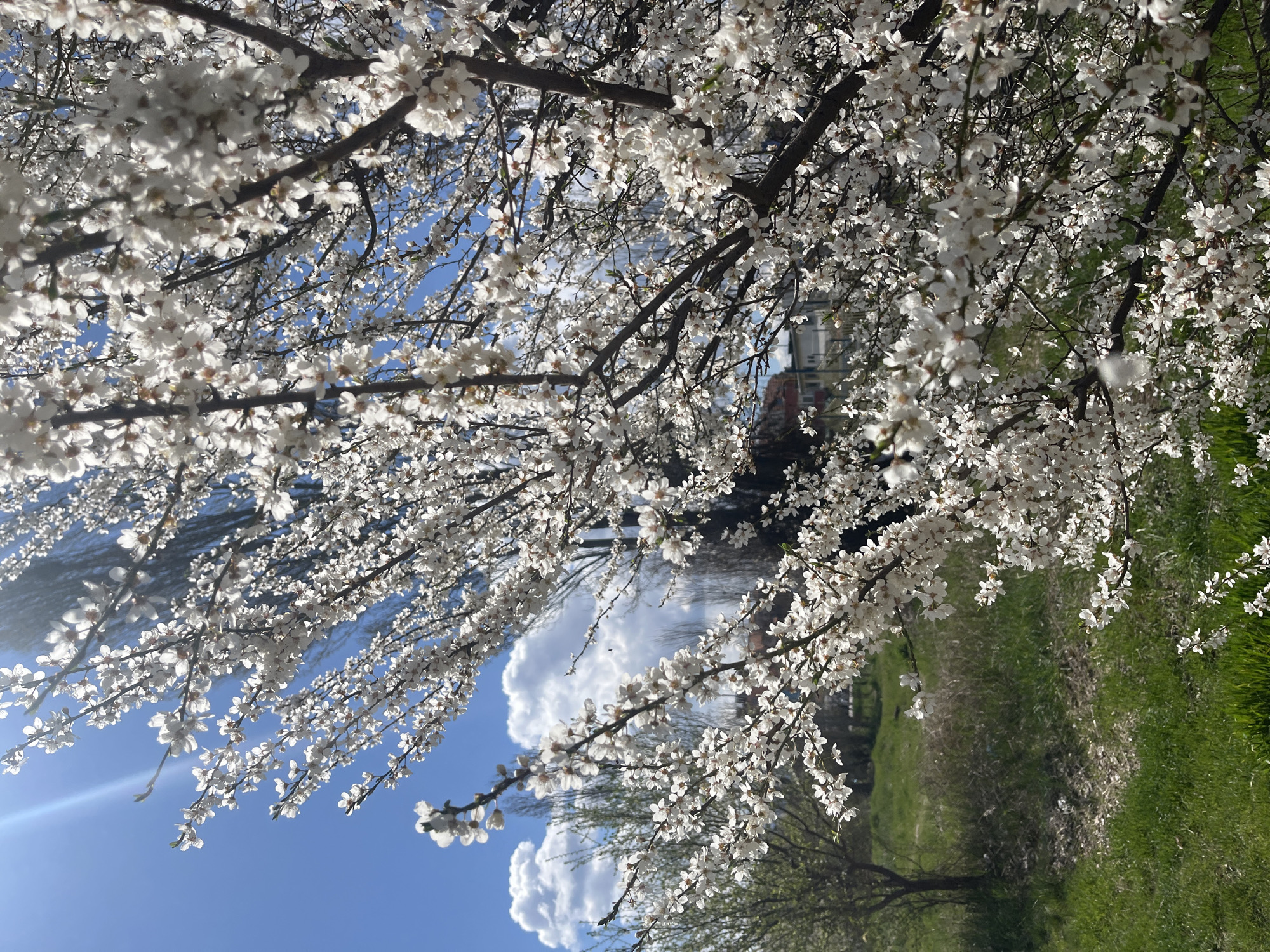 Spring blooms observed in Sofia street scene