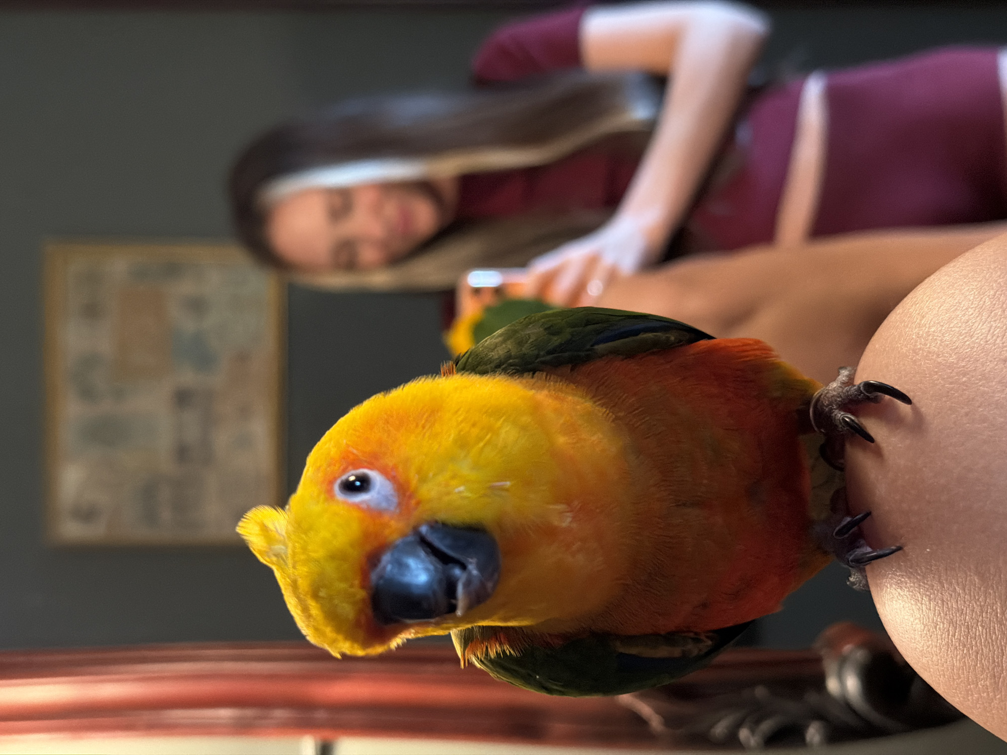 Sun Conure parrot hangs out at a Khimki home, July 2026