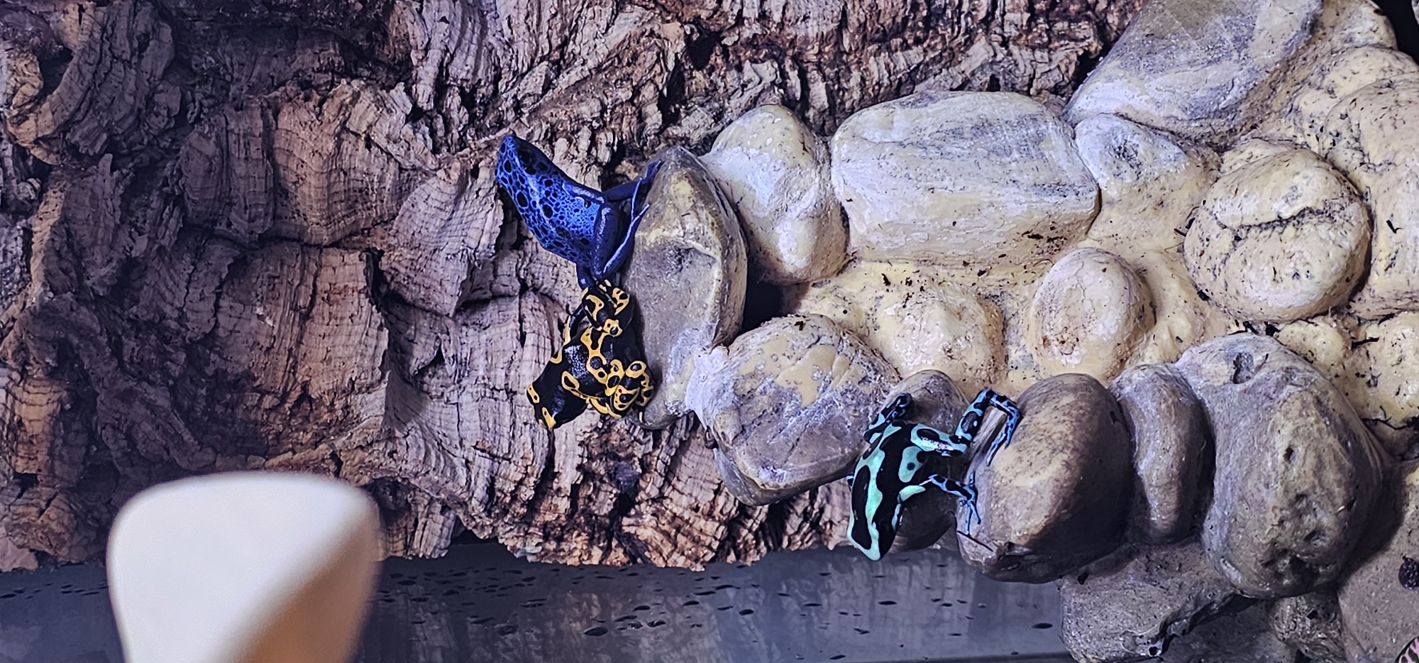 Exotic reptiles and amphibians displayed in Moscow facility