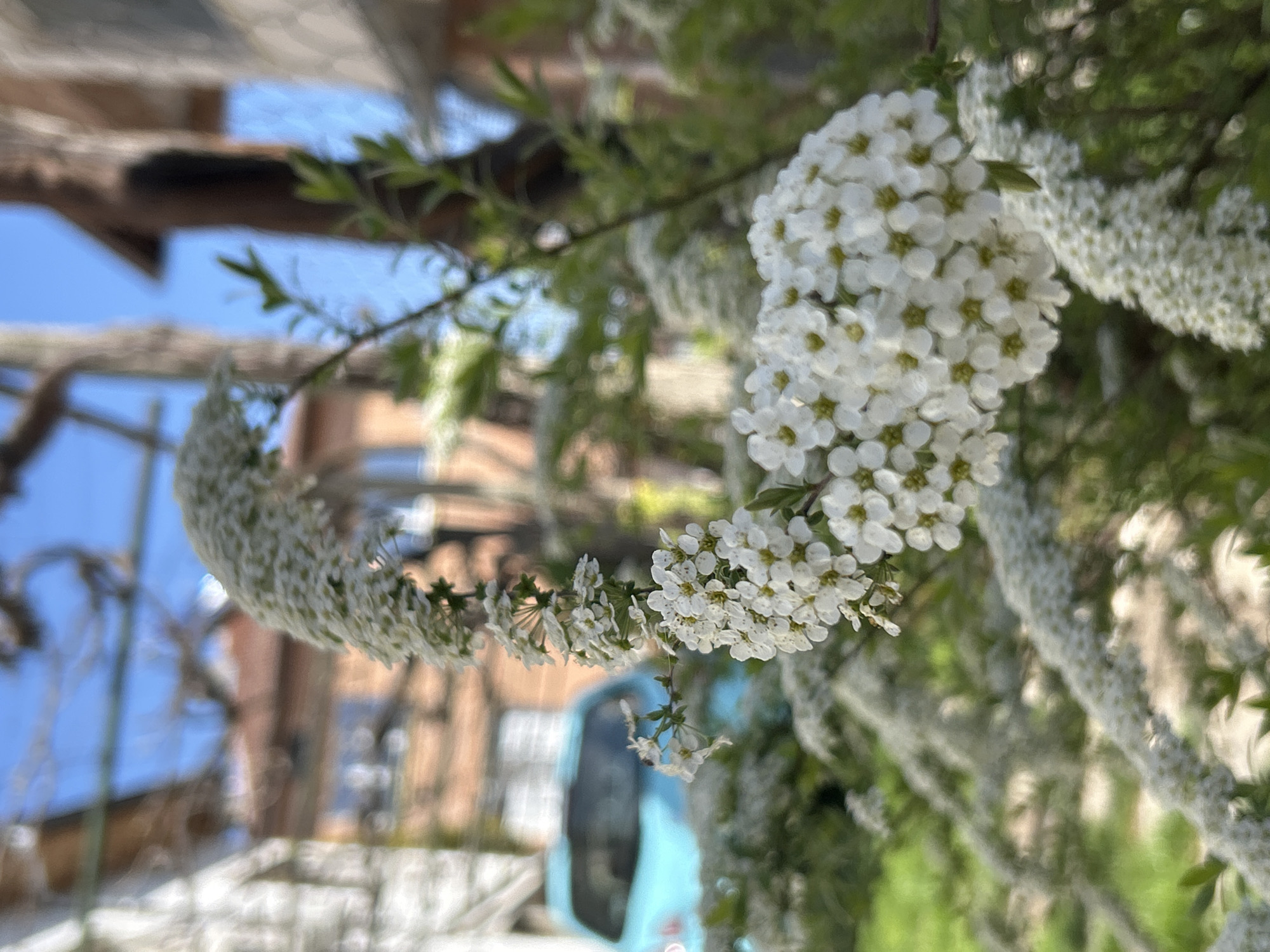 Spring blooms and playful dog captured in Krumovo village