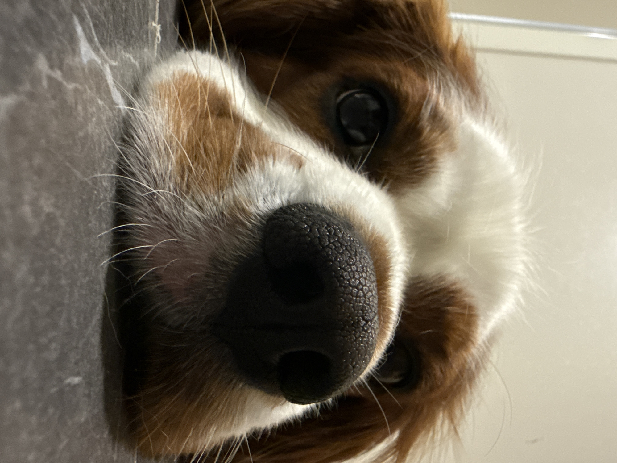 Cavalier King Charles Spaniel photographed indoors in Dobrich, Bulgaria