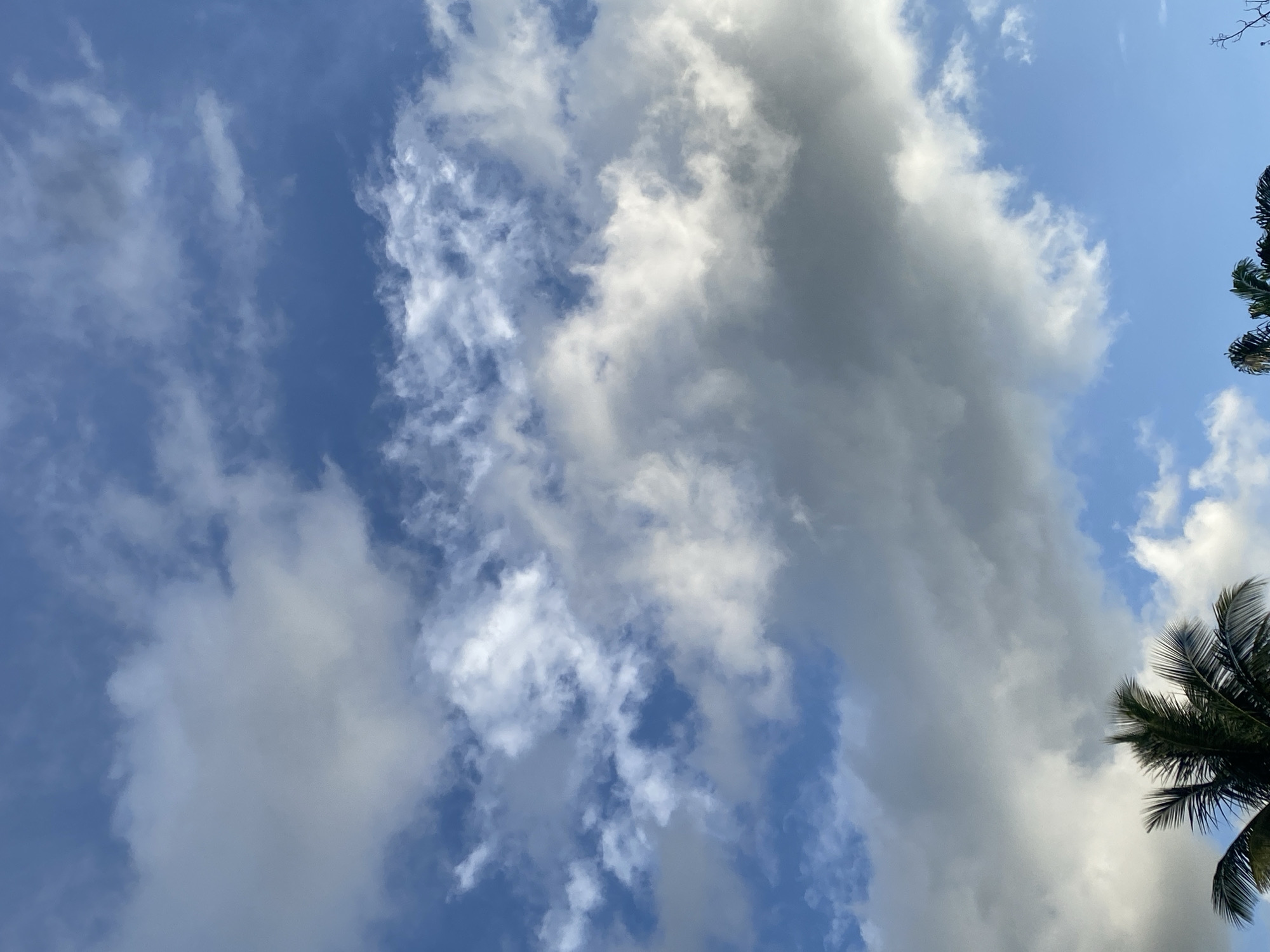 Clouds and coconut palms over Maigizo, Nigeria