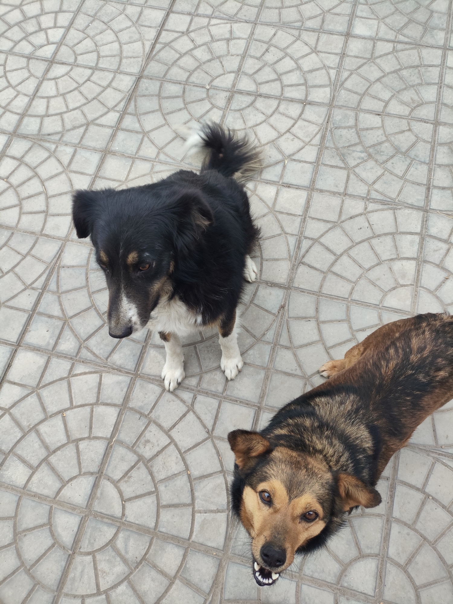 Dogs and toy figurine spotted in Yerzhovo, Moldova