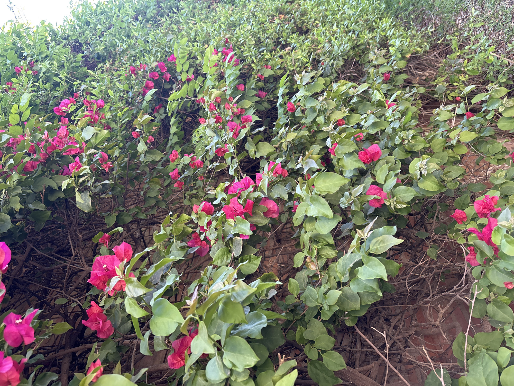 Morning nature walk documented in Málaga gardens